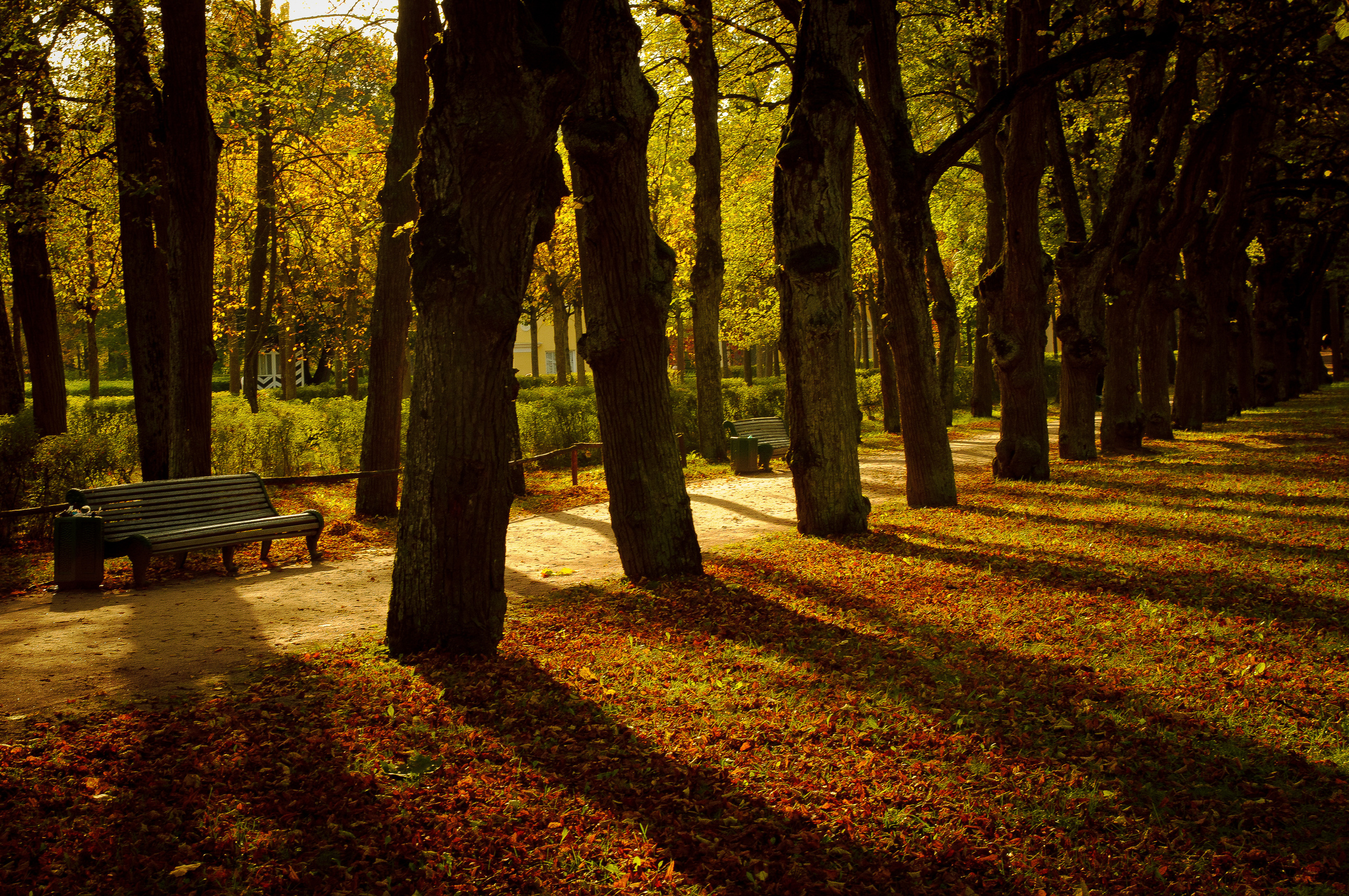 Аллея осеннего парка в лучах закатного солнца