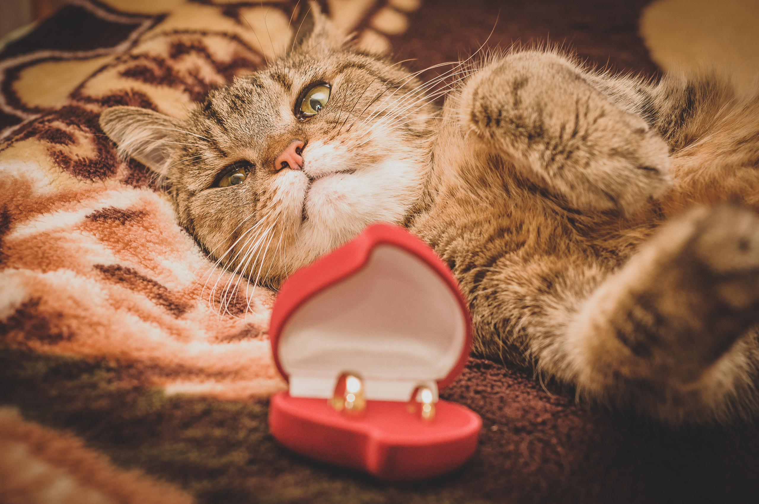 Свадебные кольца в красном футляре на фоне лежащего кота