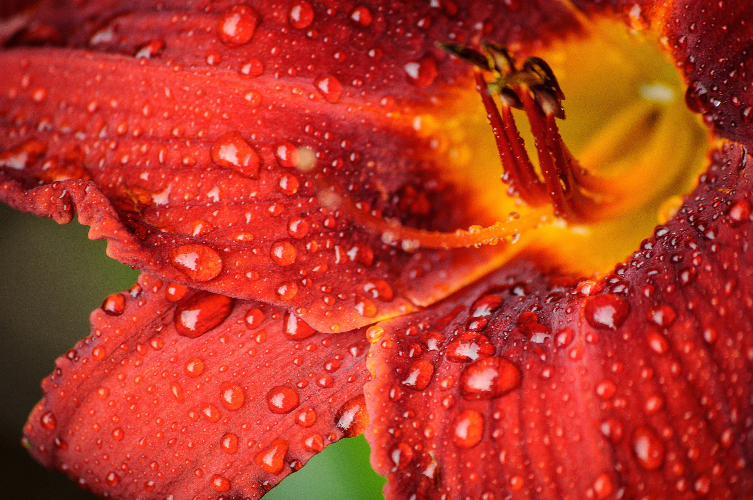 Капли росы на лепестках красного цветка крупным планом