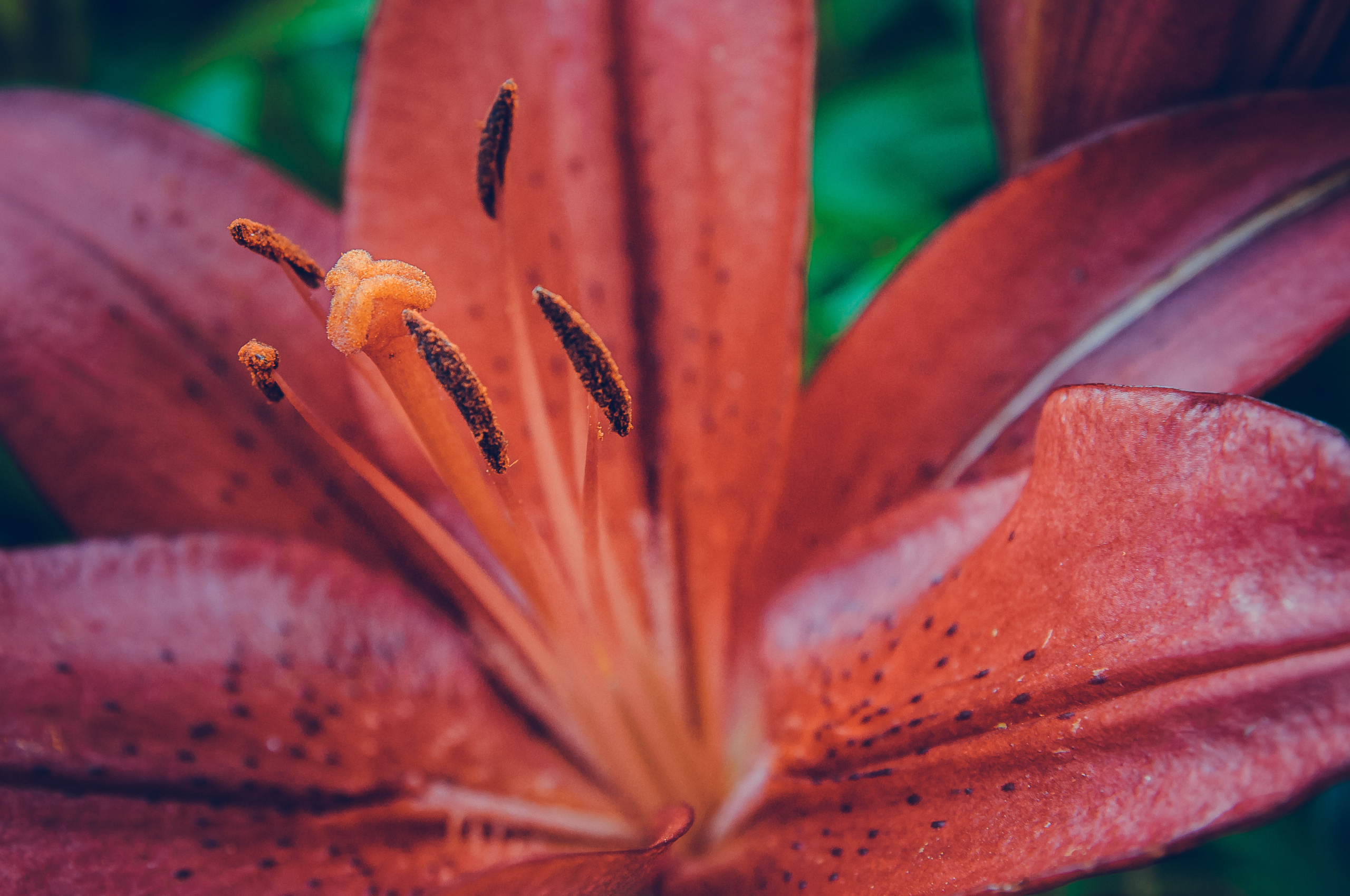 Пестик и тычинки красной лилии