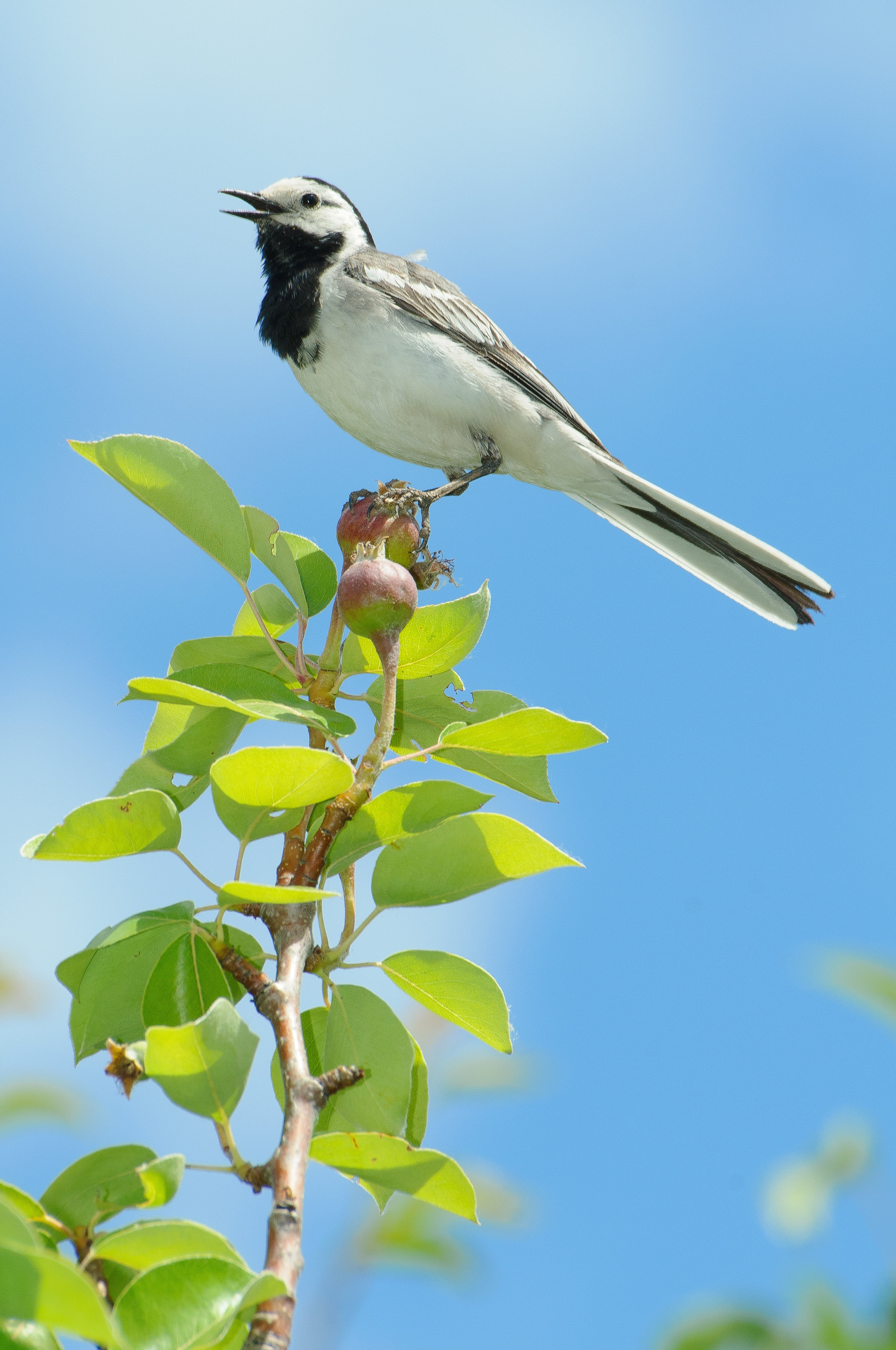 Трясогузка сидит на ветке дерева на фоне голубого неба