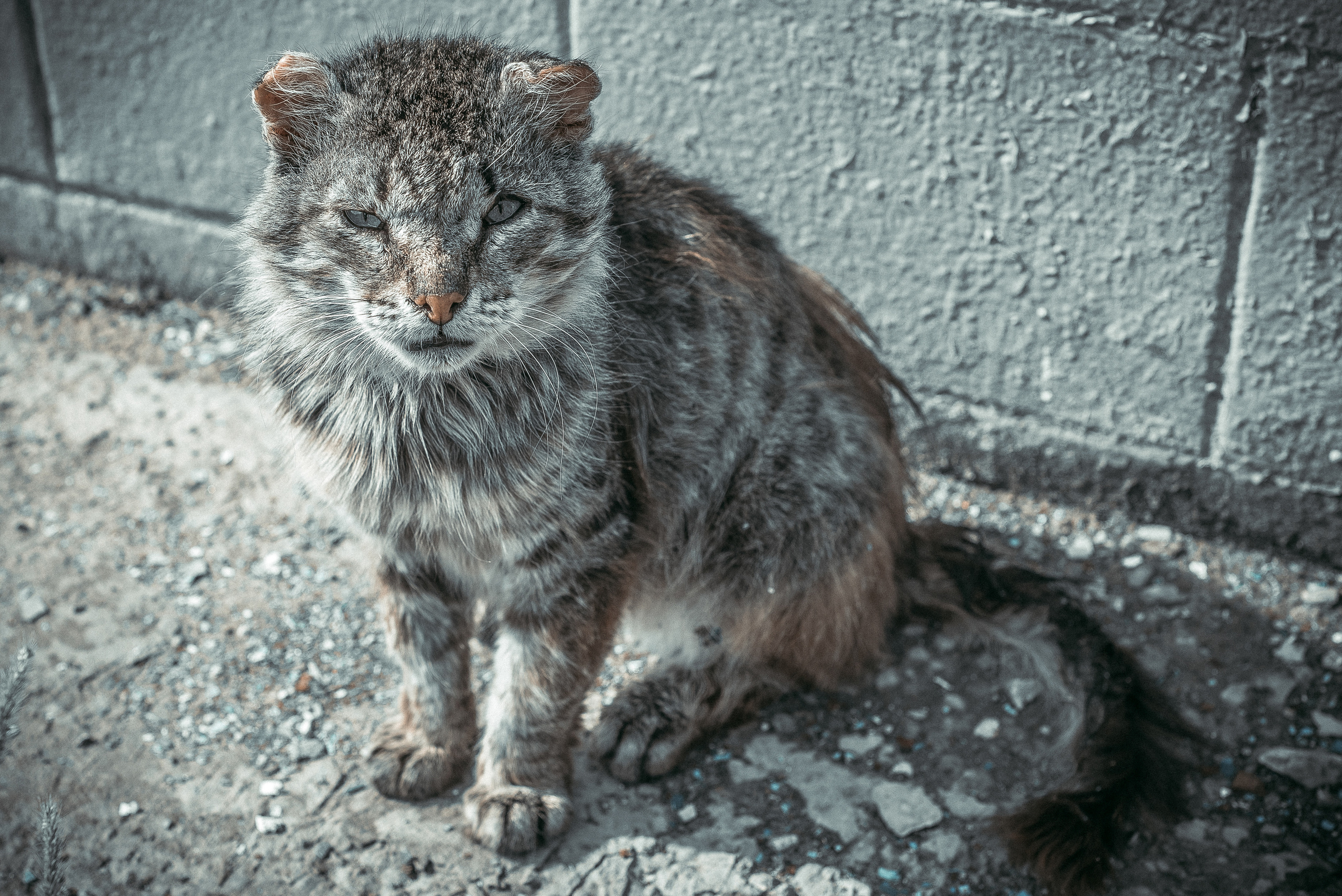Уличный кот с рваными ушами