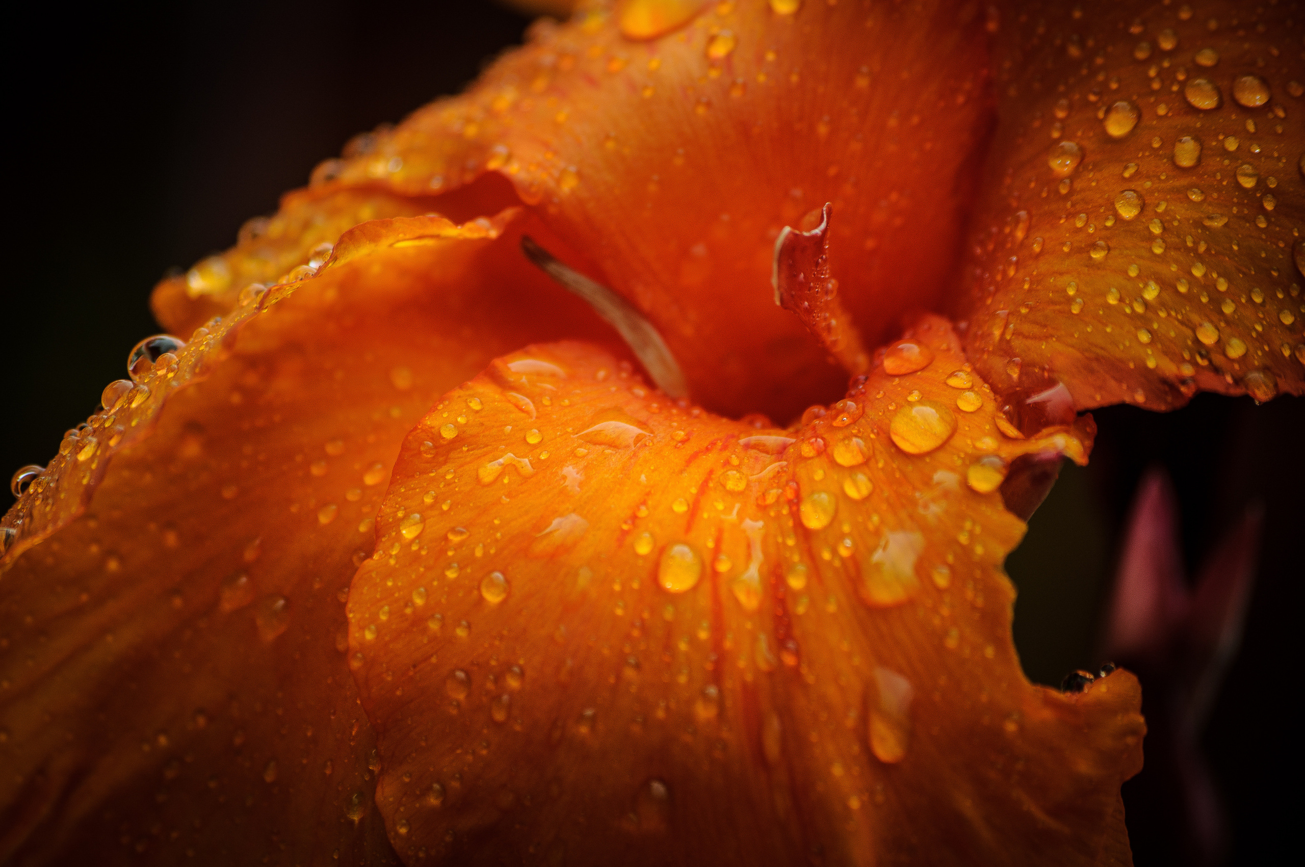 Макро каплей дождя на лепестках оранжевого цветка