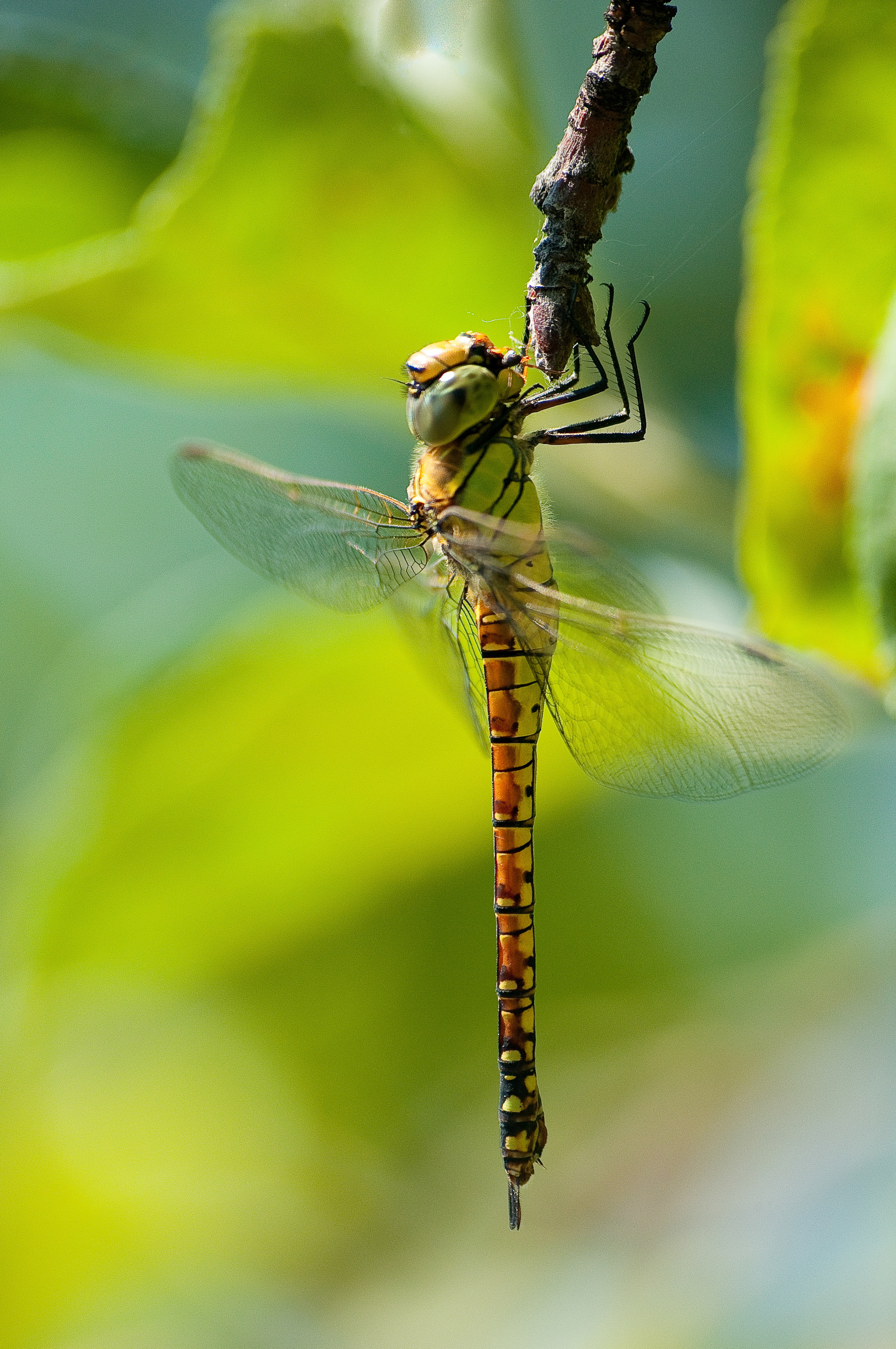 Зелёная стрекоза висит на веточке дерева