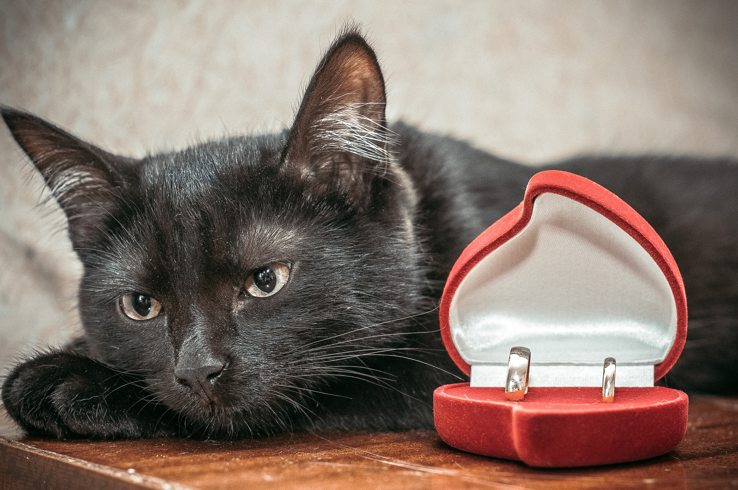Чёрная кошка лежит рядом с красным футляром с обручальными кольцами