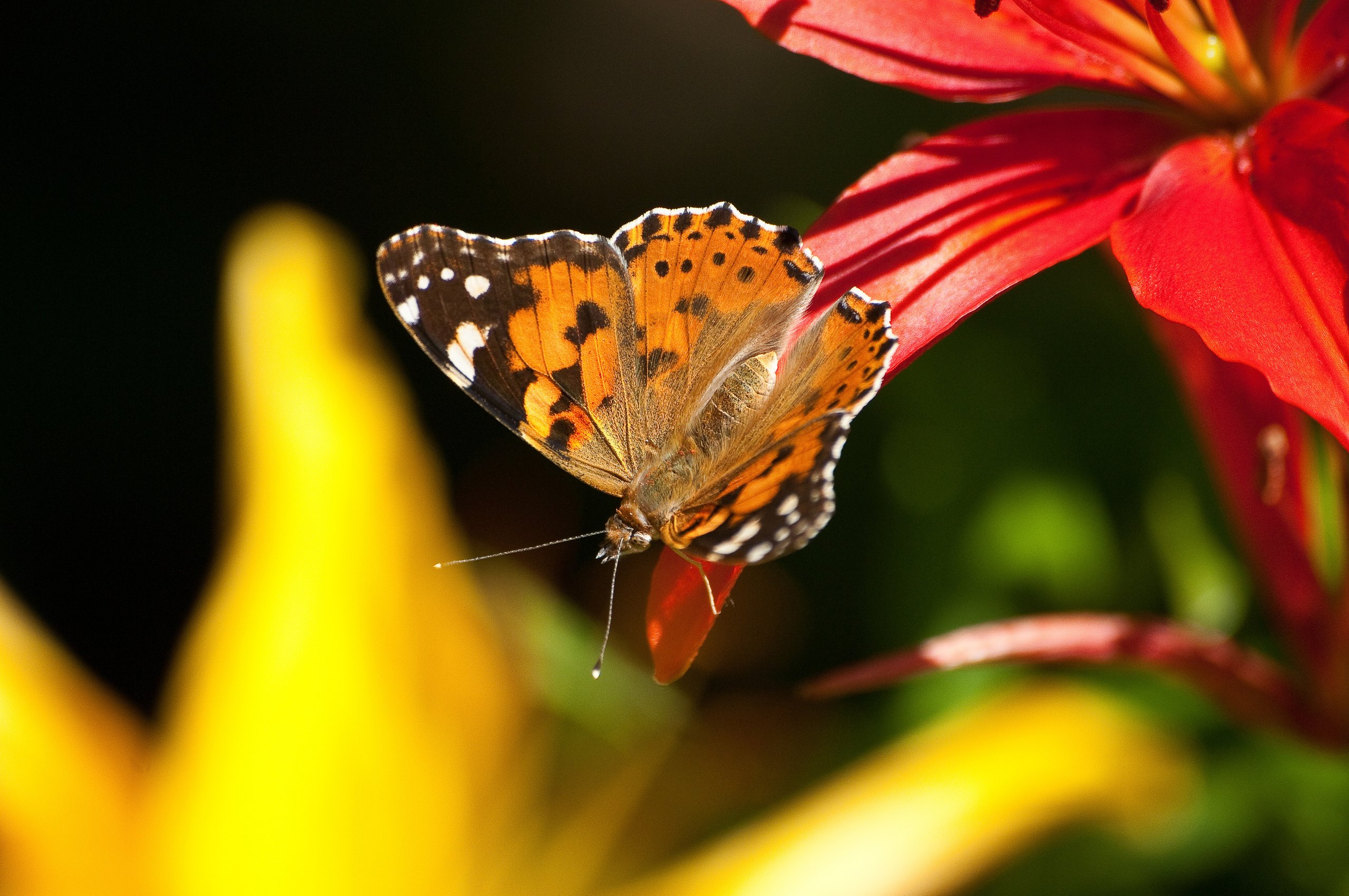 Бабочка сидит на лепестке красного цветка