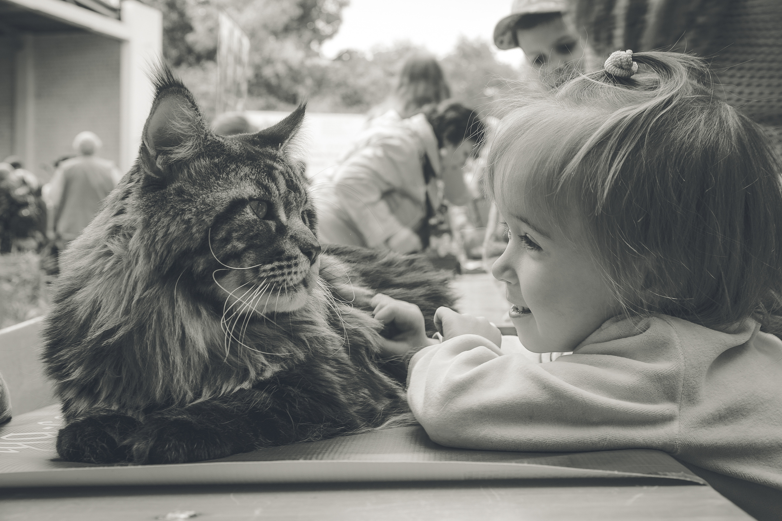 Ребенок улыбается большому мейн-куну