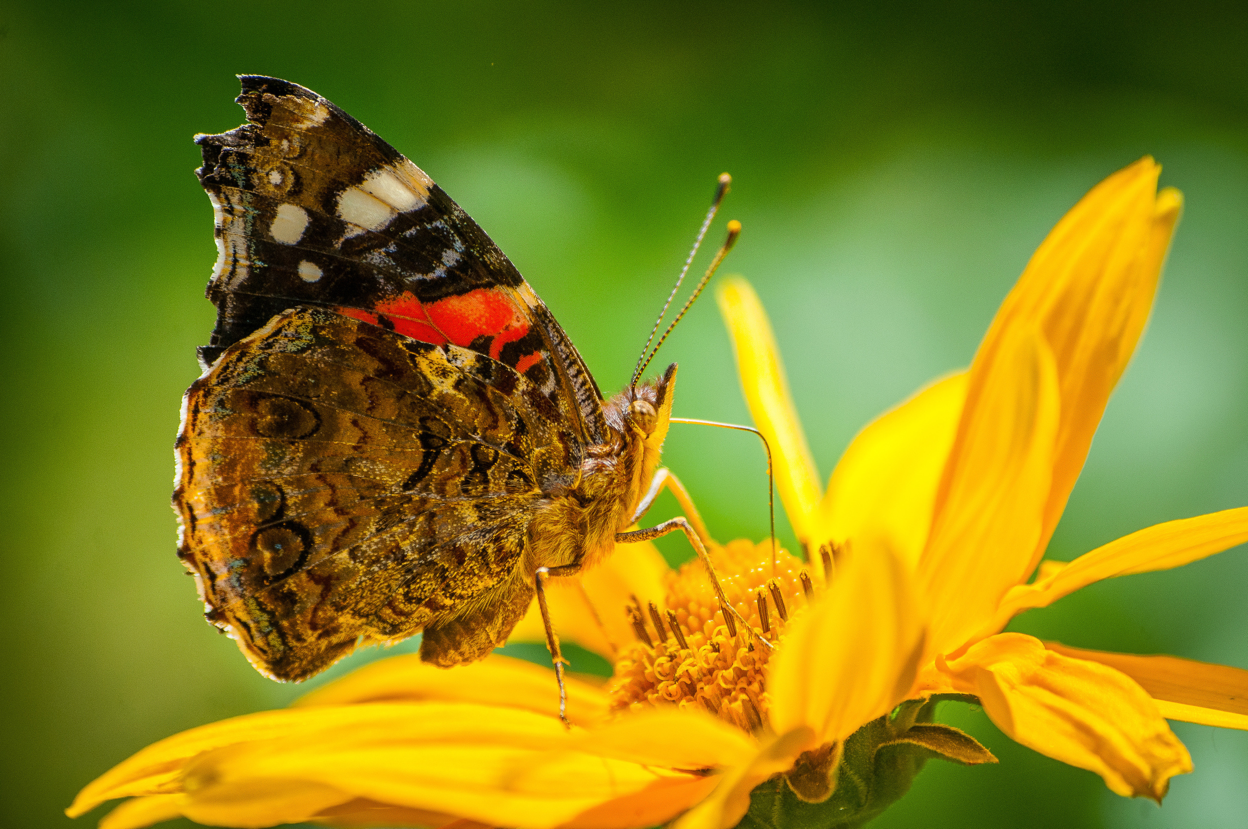 Бабочка сидит на жёлтом цветке