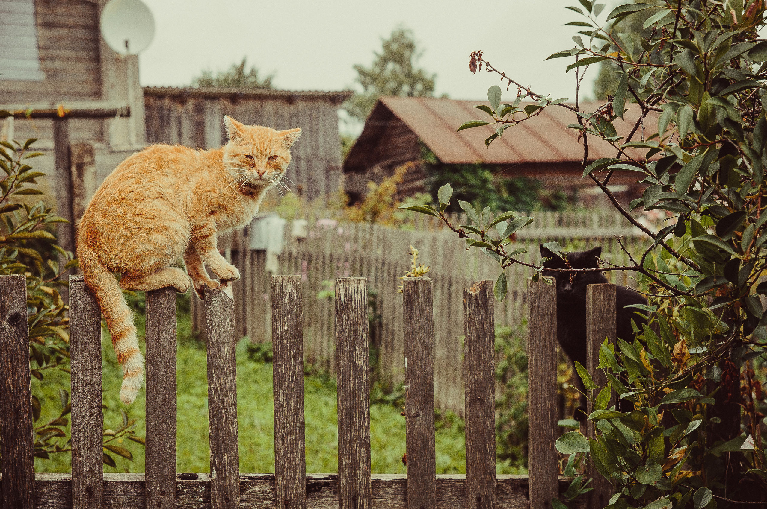 Рыжи и чёрный кот сидят на деревянном заборе в деревне