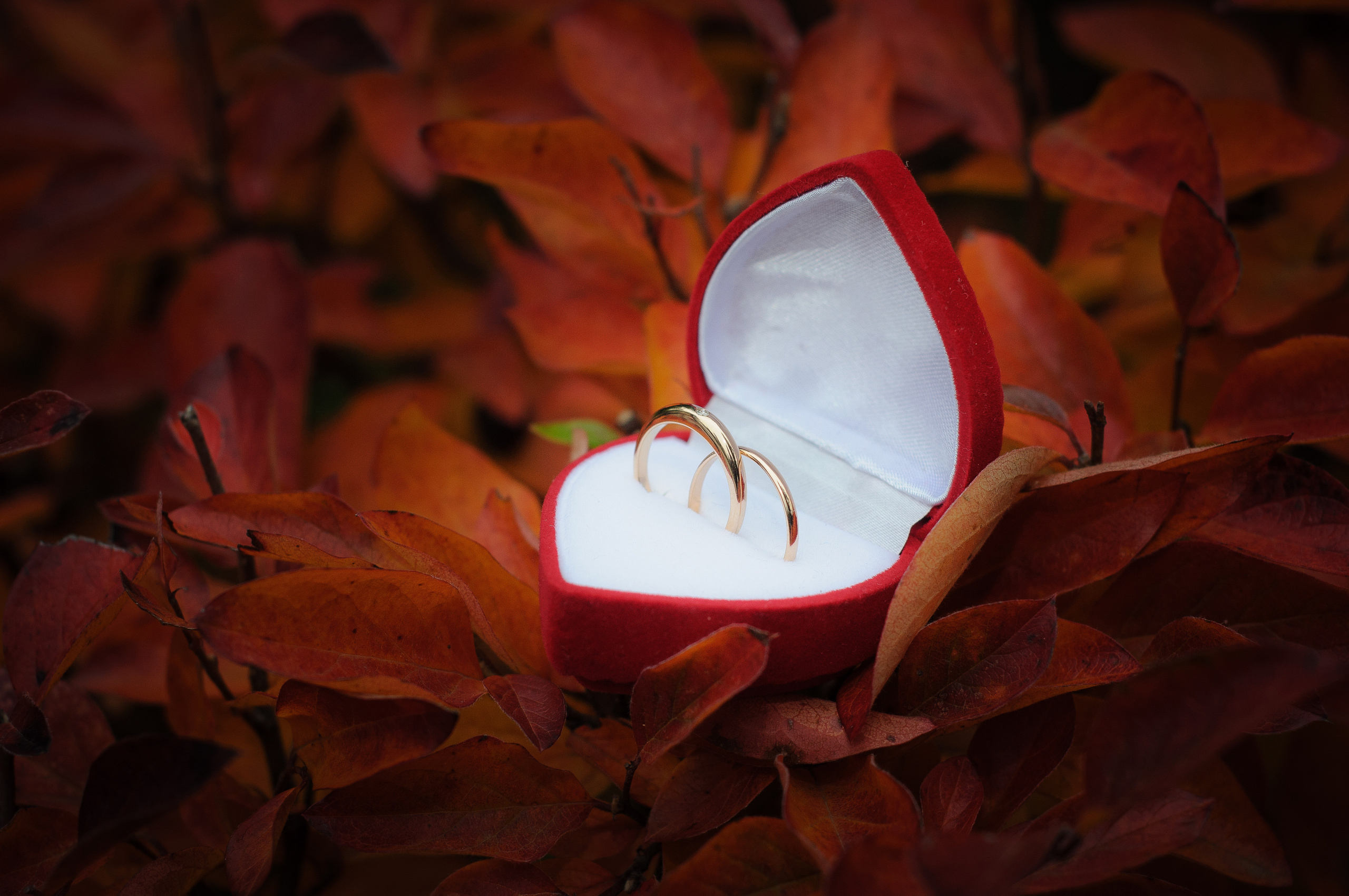 Свадебные кольца в футляре в форме сердца лежат на кусте с осенними листьями