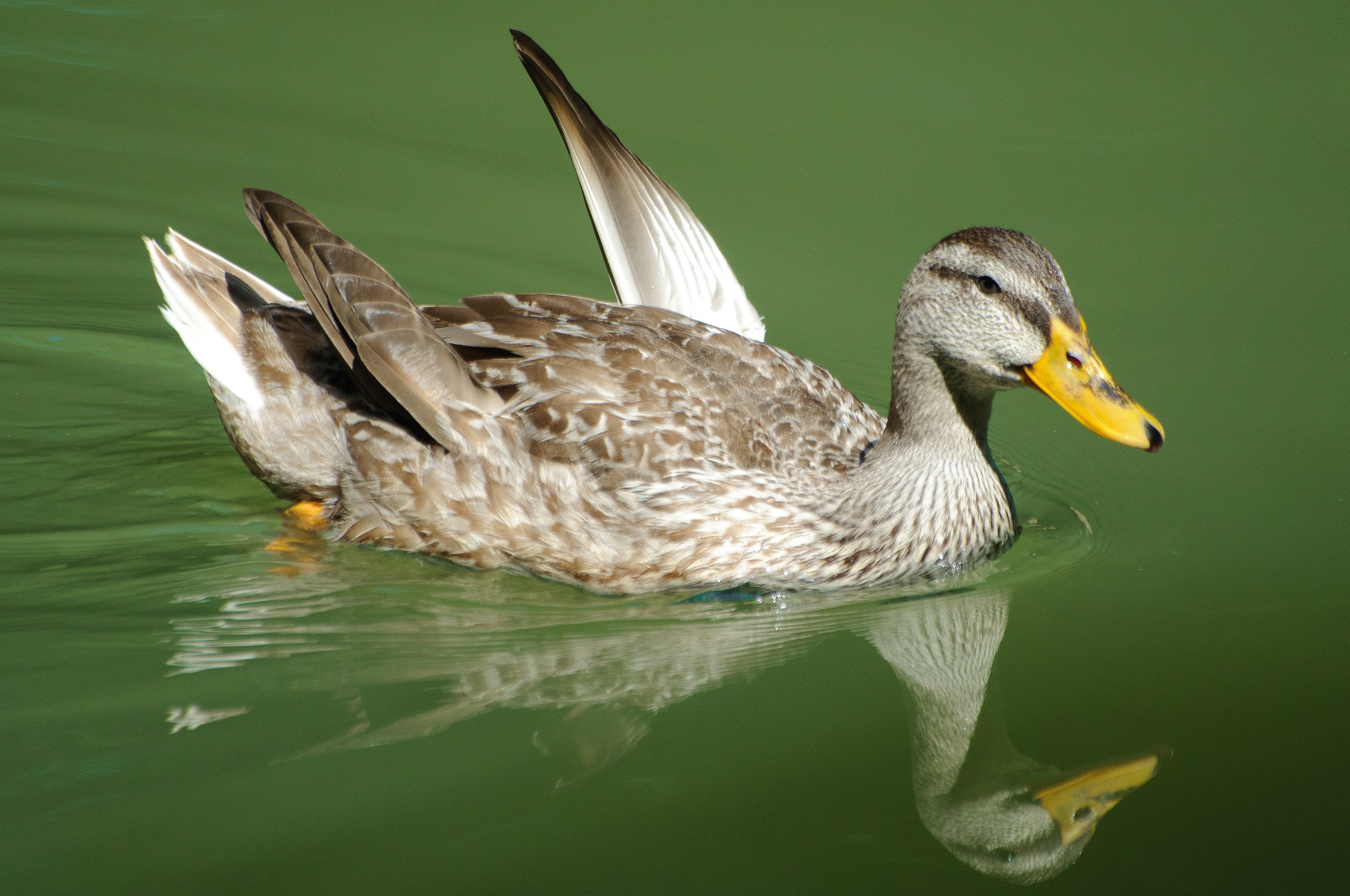 Утка плывёт по воде расправив крылья