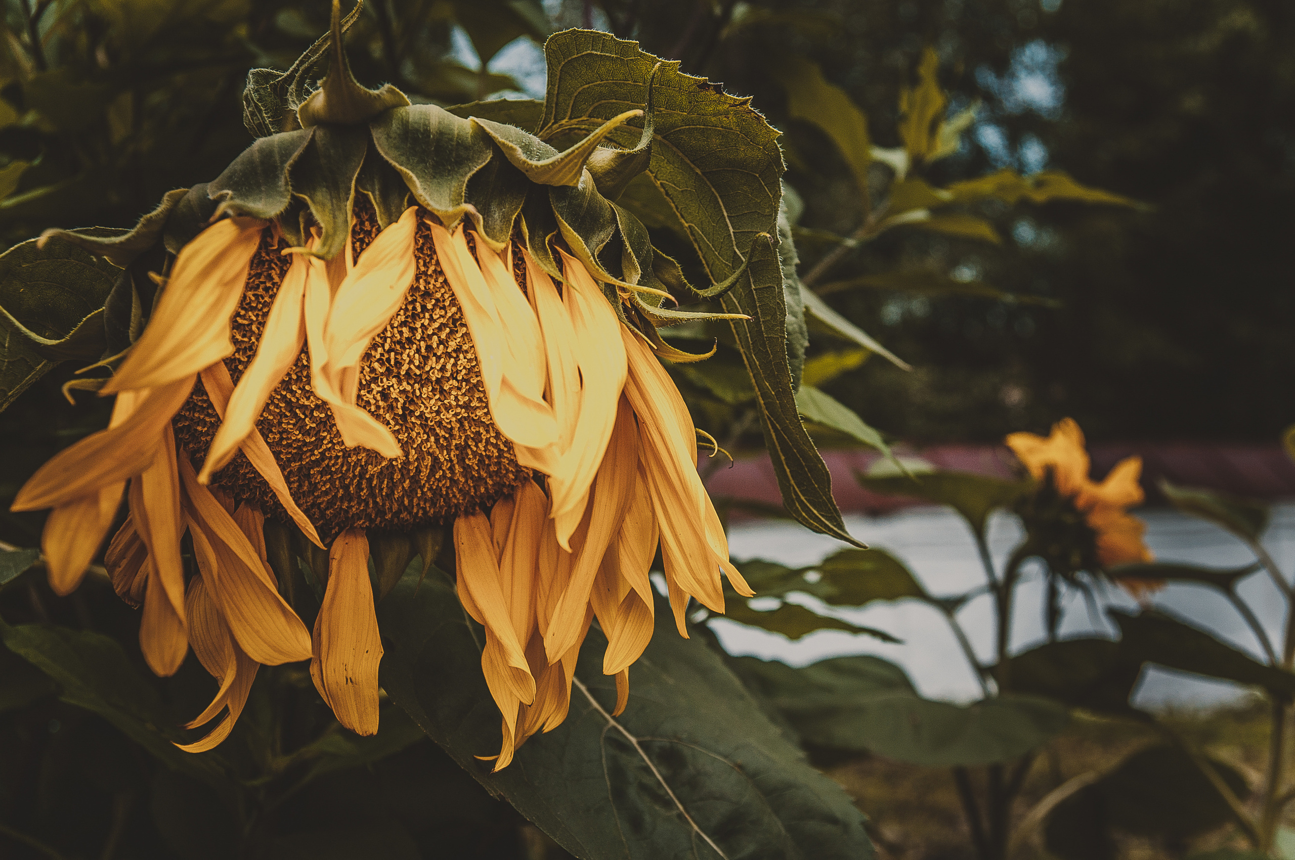 Зрелый подсолнух наклонился к земле