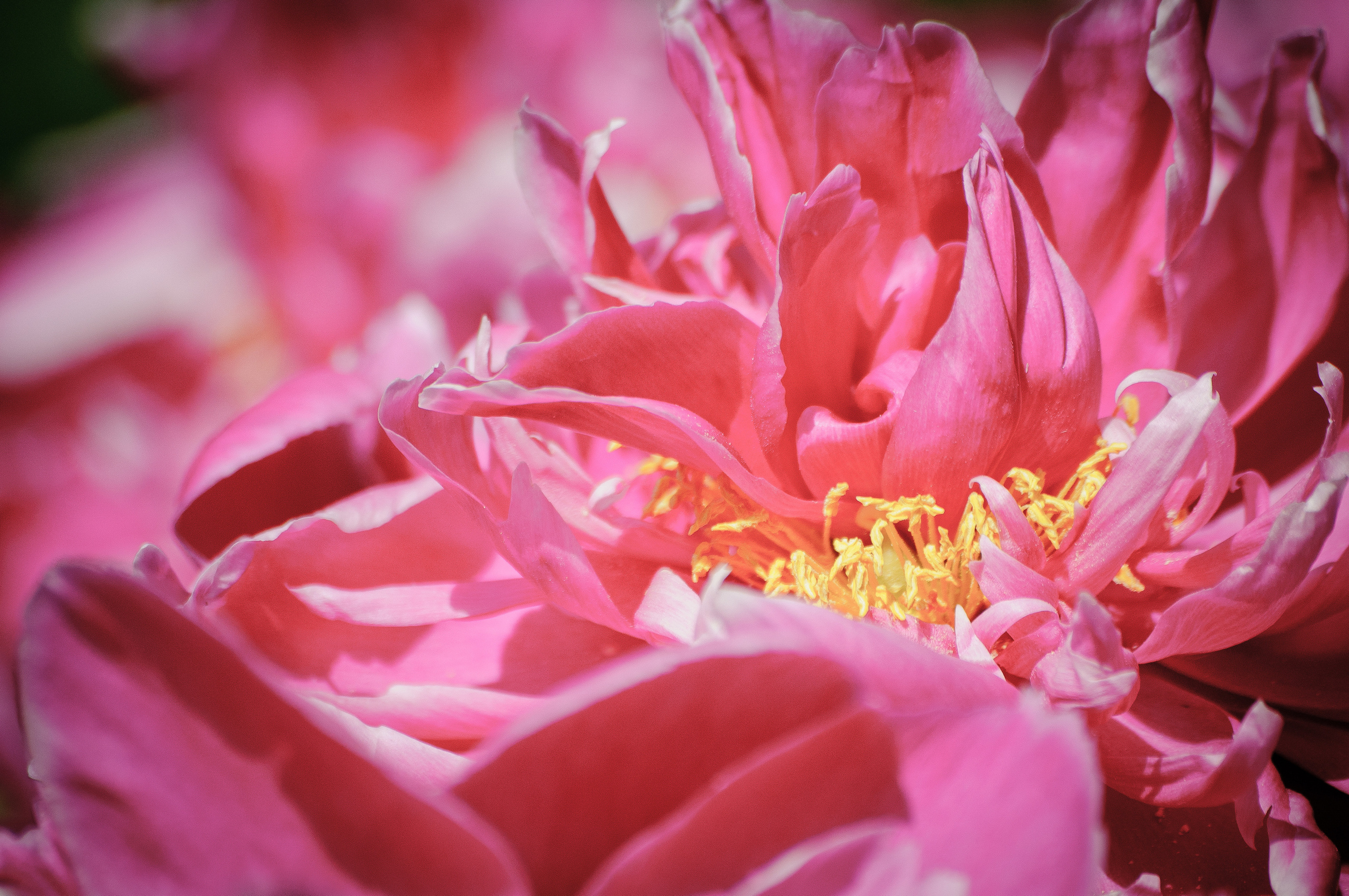 Цветок розового пиона крупным планом