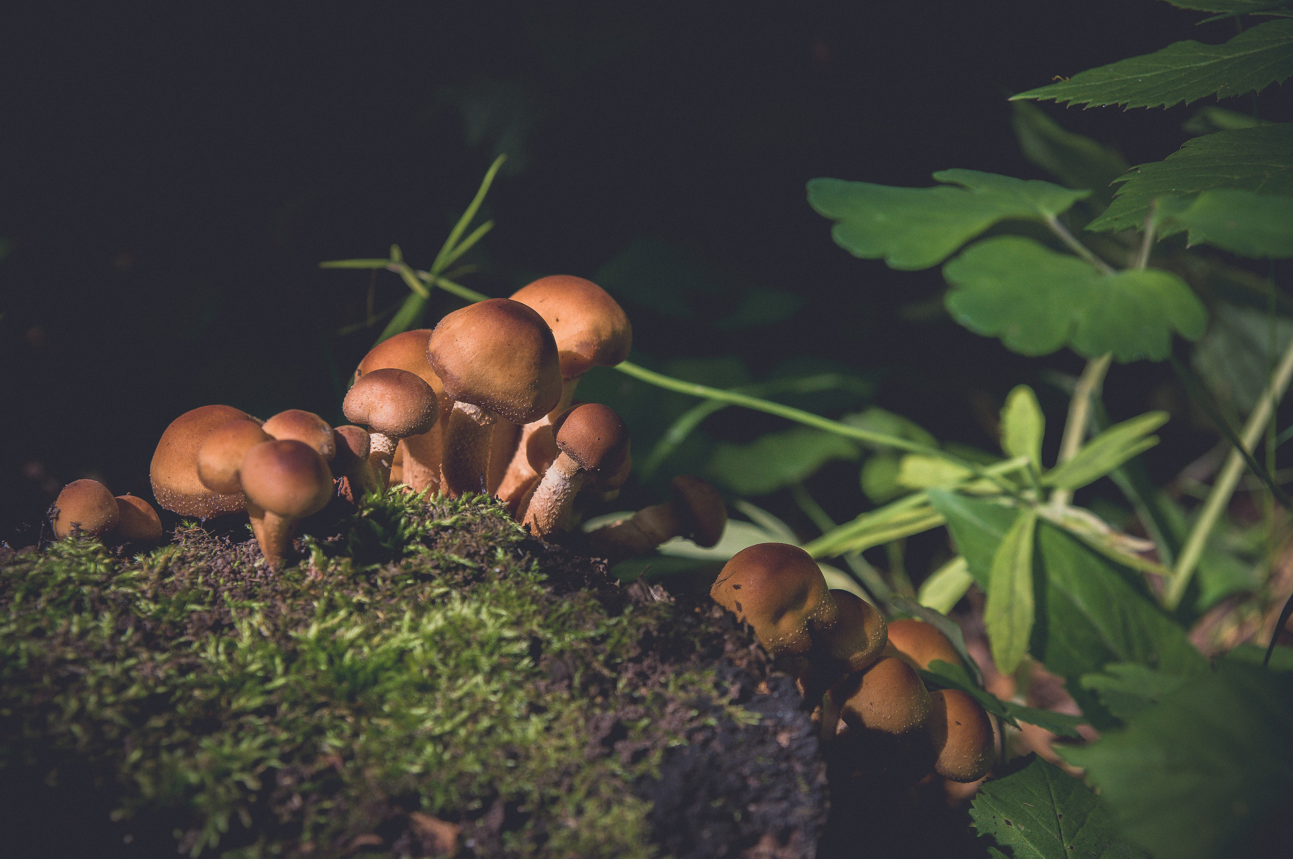 Грибы в лучах света в зарослях травы