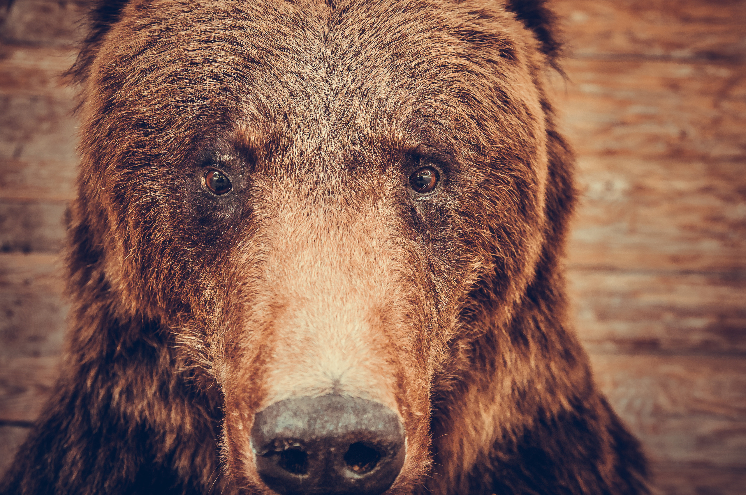 Голова медведя крупным планом