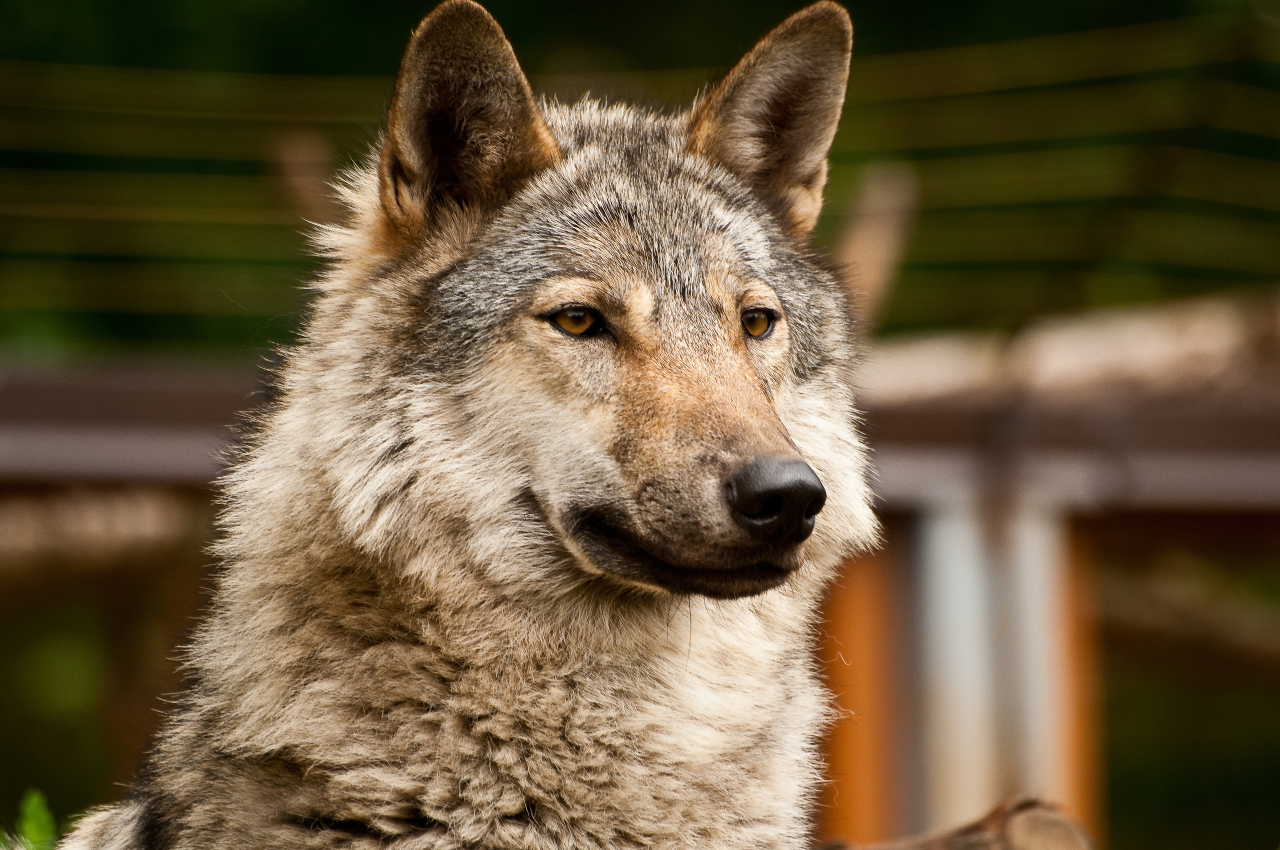 Волк смотрит вдаль