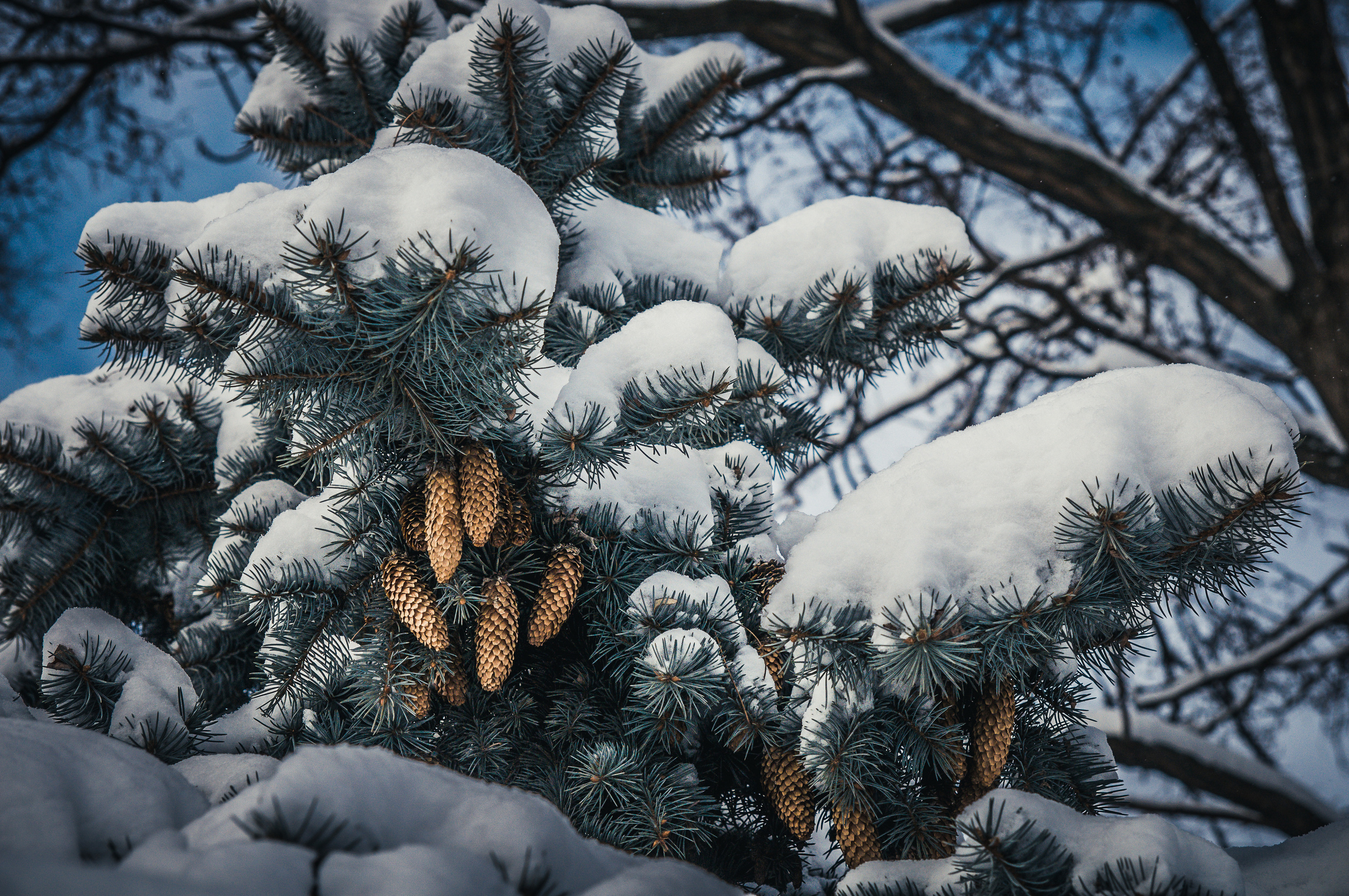 Шишки ели в заснеженным ветвях ели