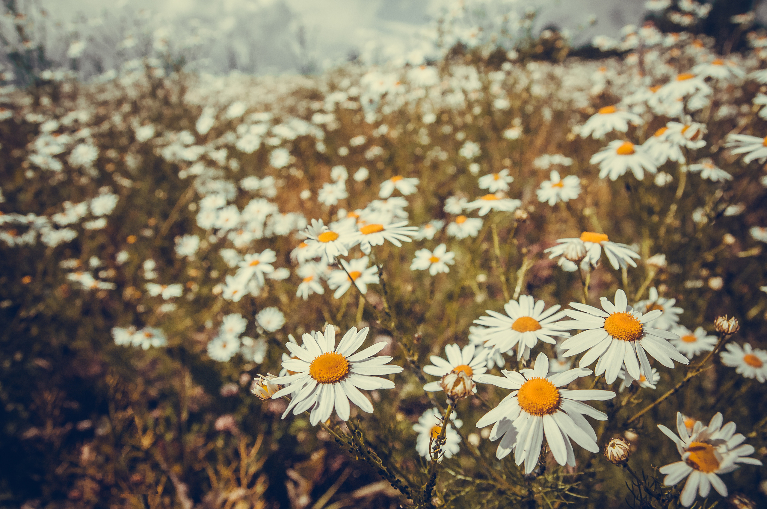 Множество цветов ромашки на поле
