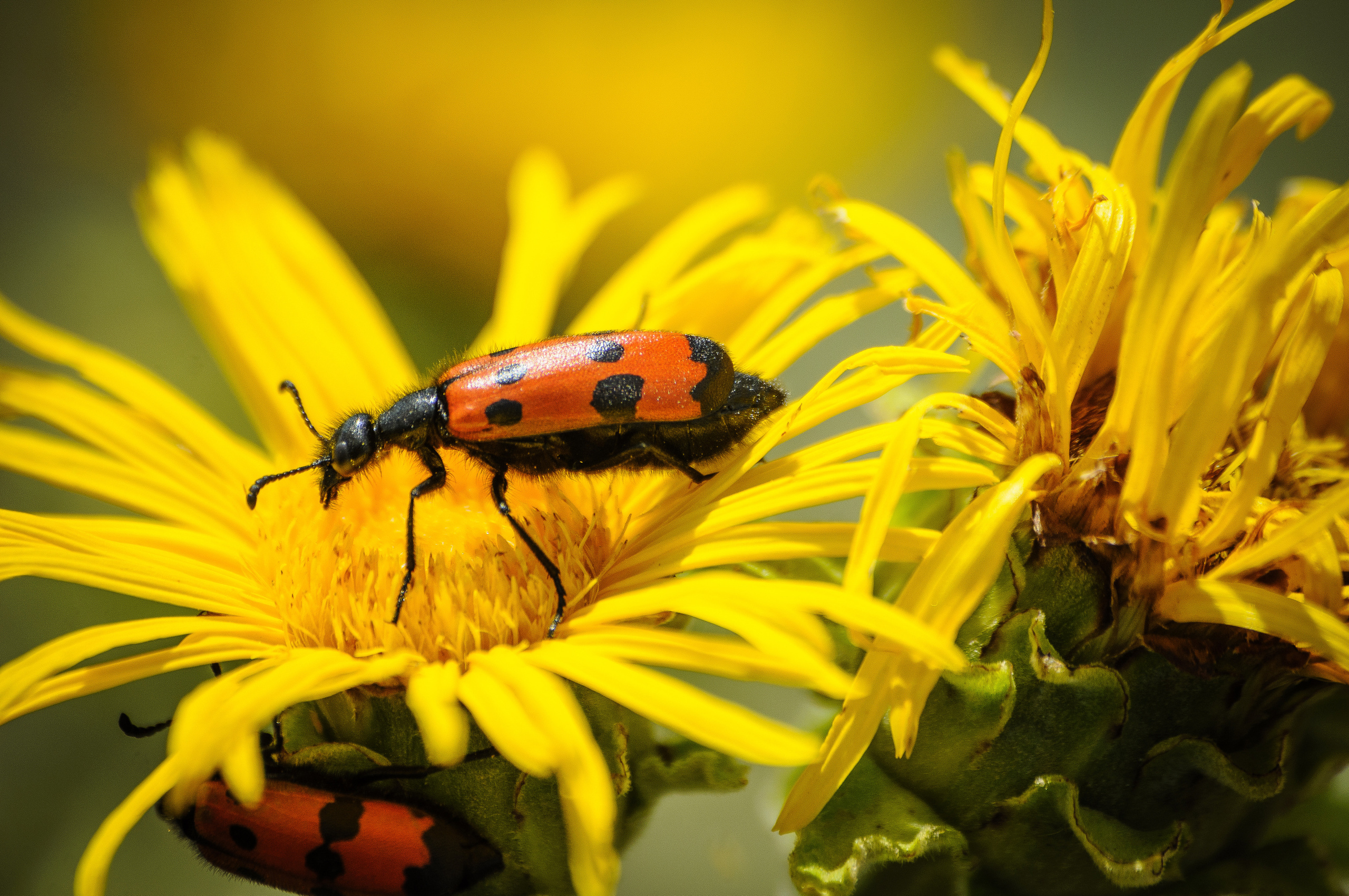 Красный жук сидит на жёлтом цветке