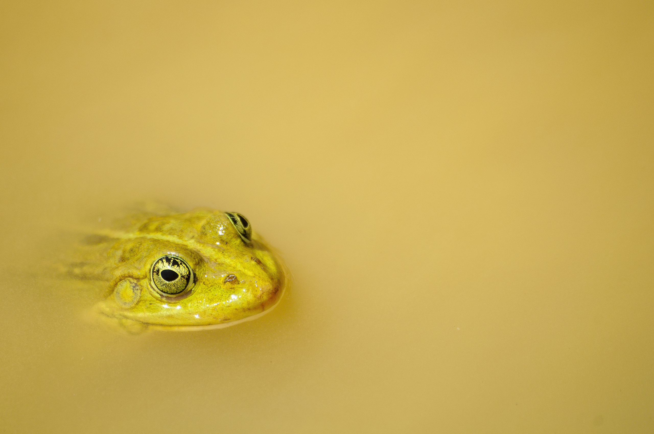 Жёлтая лягушка выглядывает из мутной воды
