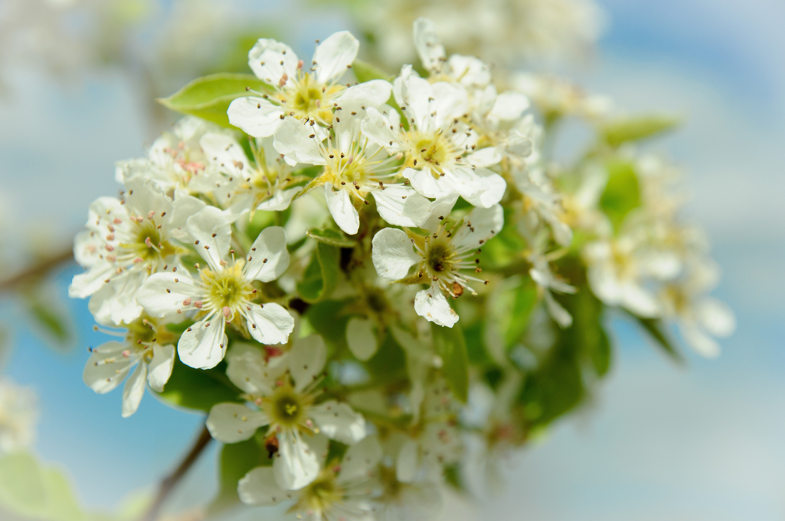 Ветка цветущей яблони с белыми цветками