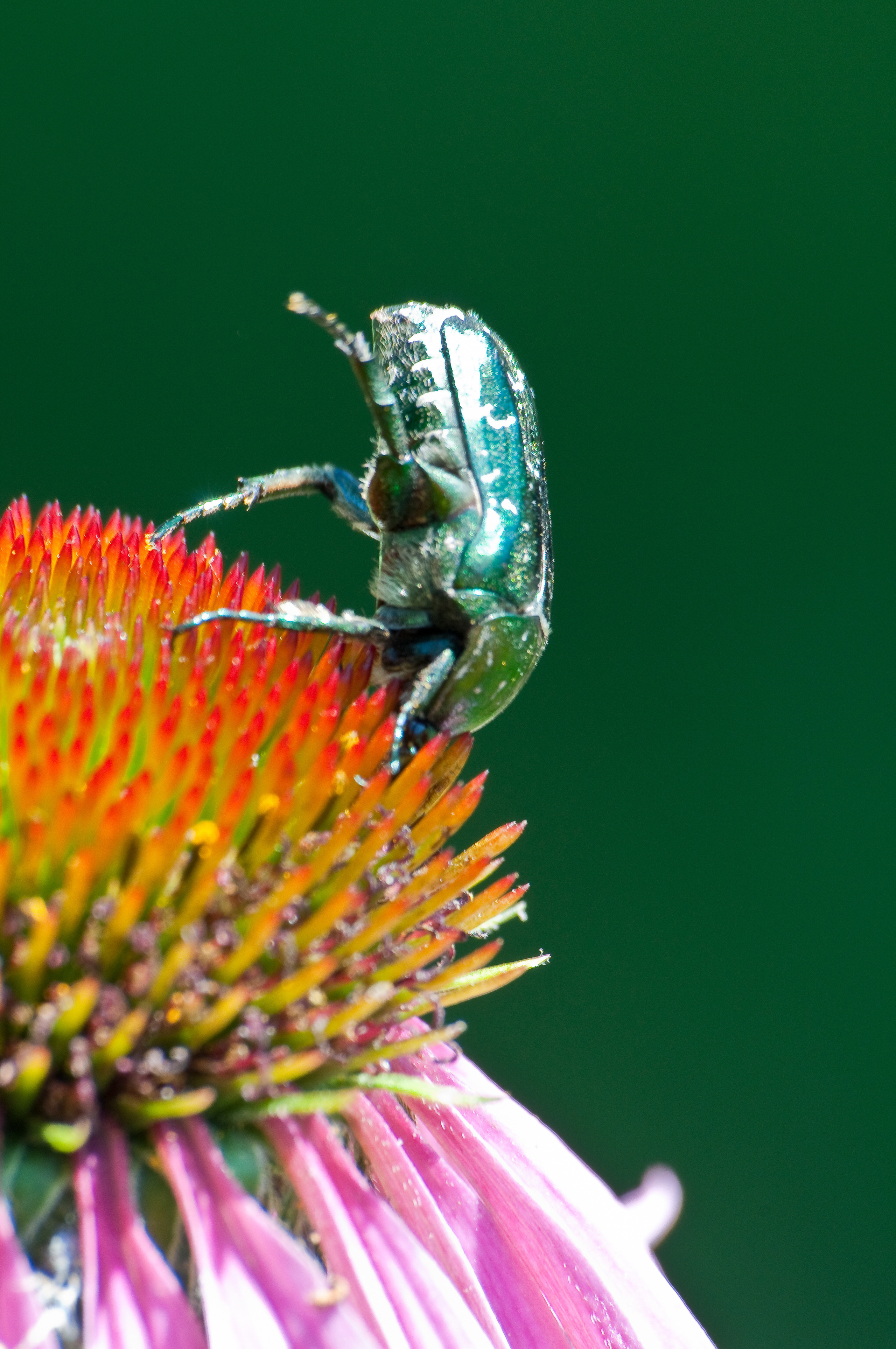 Жук стоит вертикально на цветке