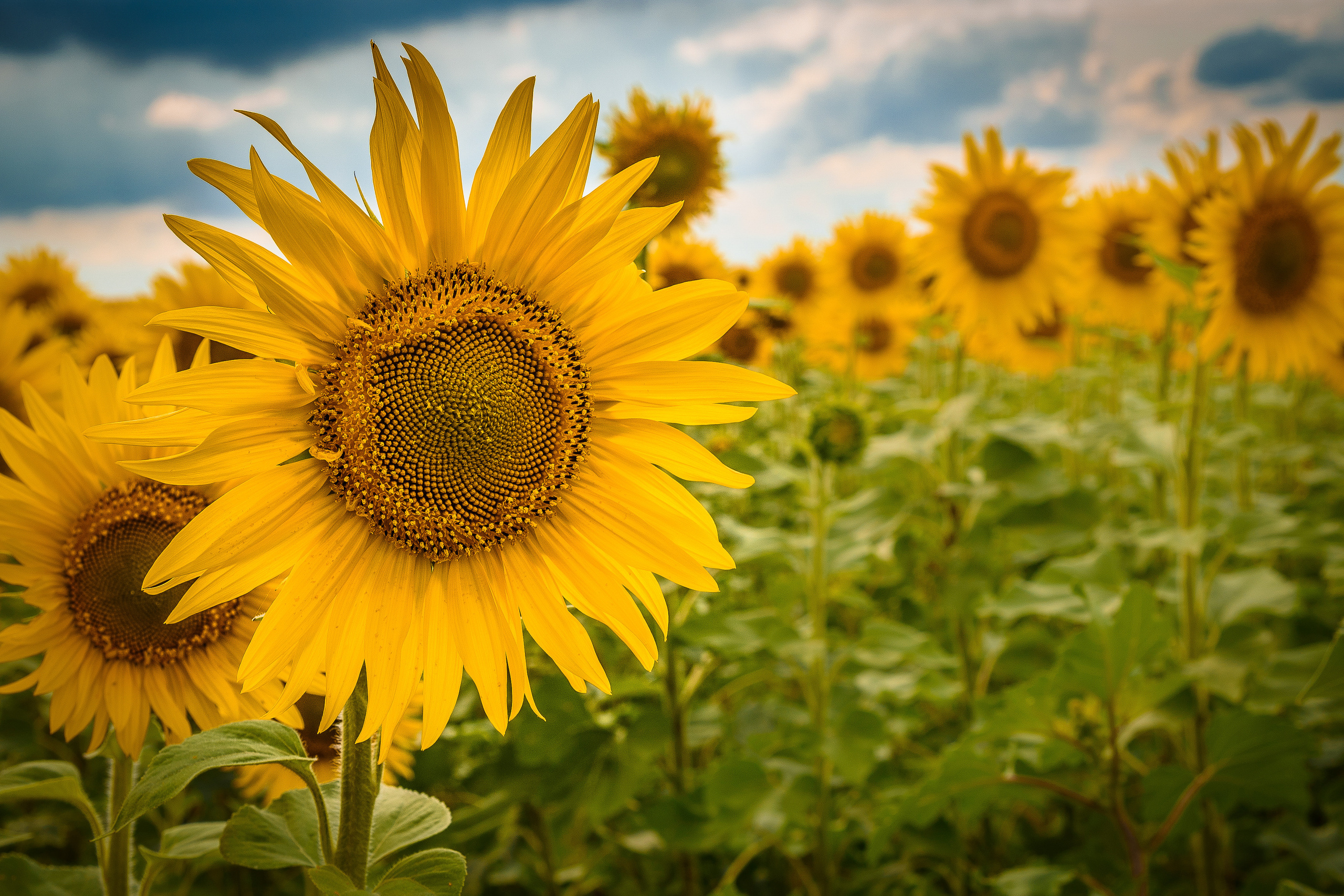 Подсолнуховое поле на фоне грозового неба