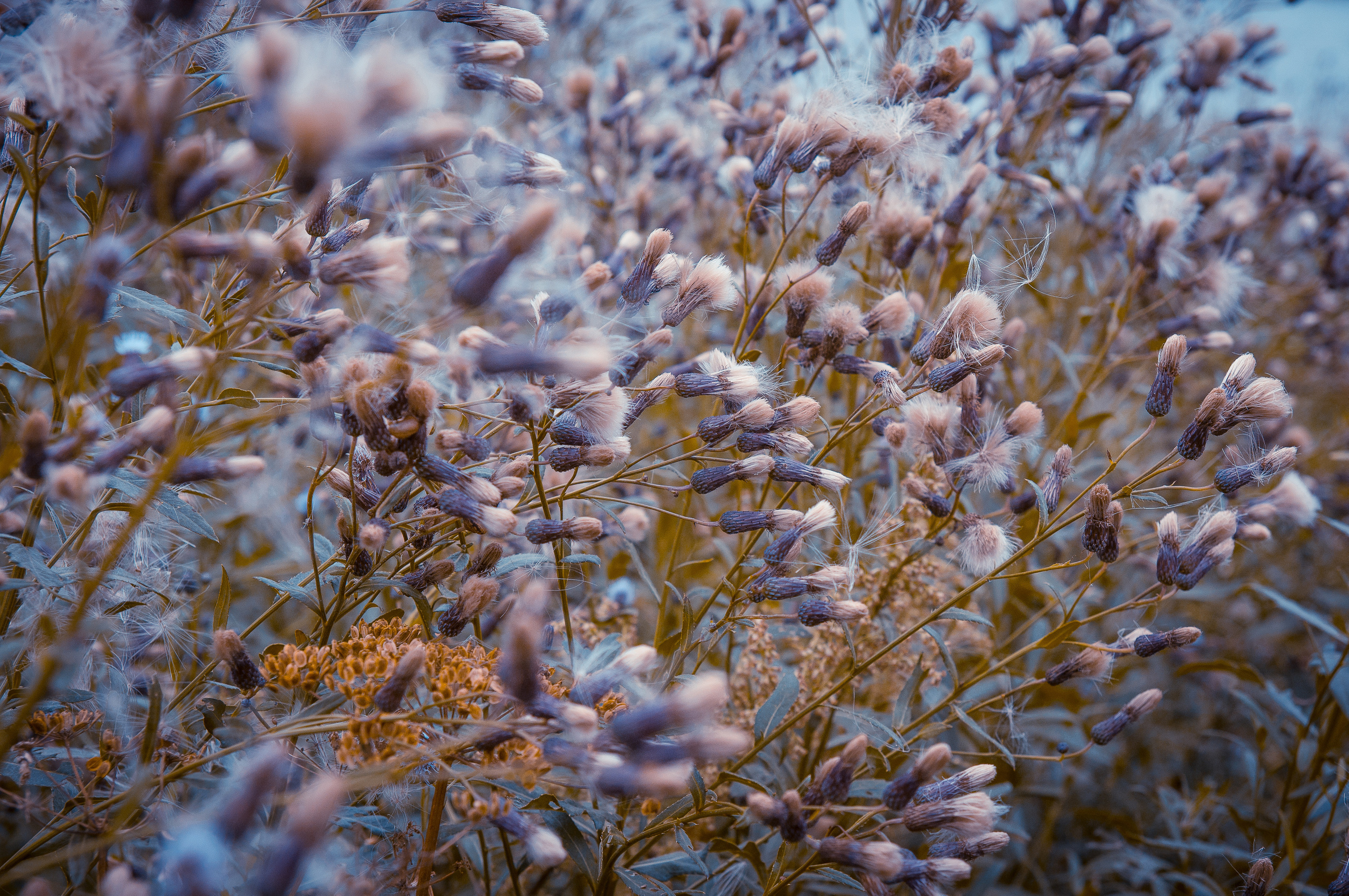 Рыжие и фиолетовые цветки в поле