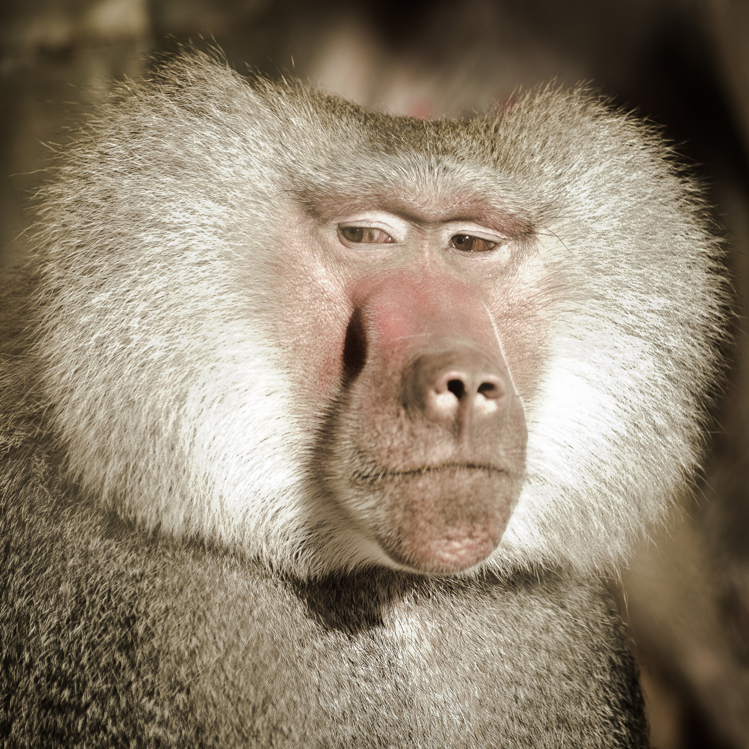 Павиан сурово смотрит в сторону