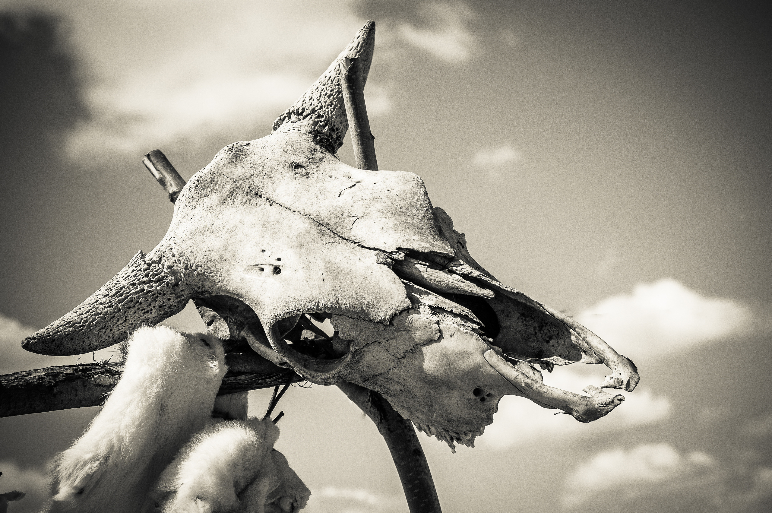 Череп крупного рогатого животного