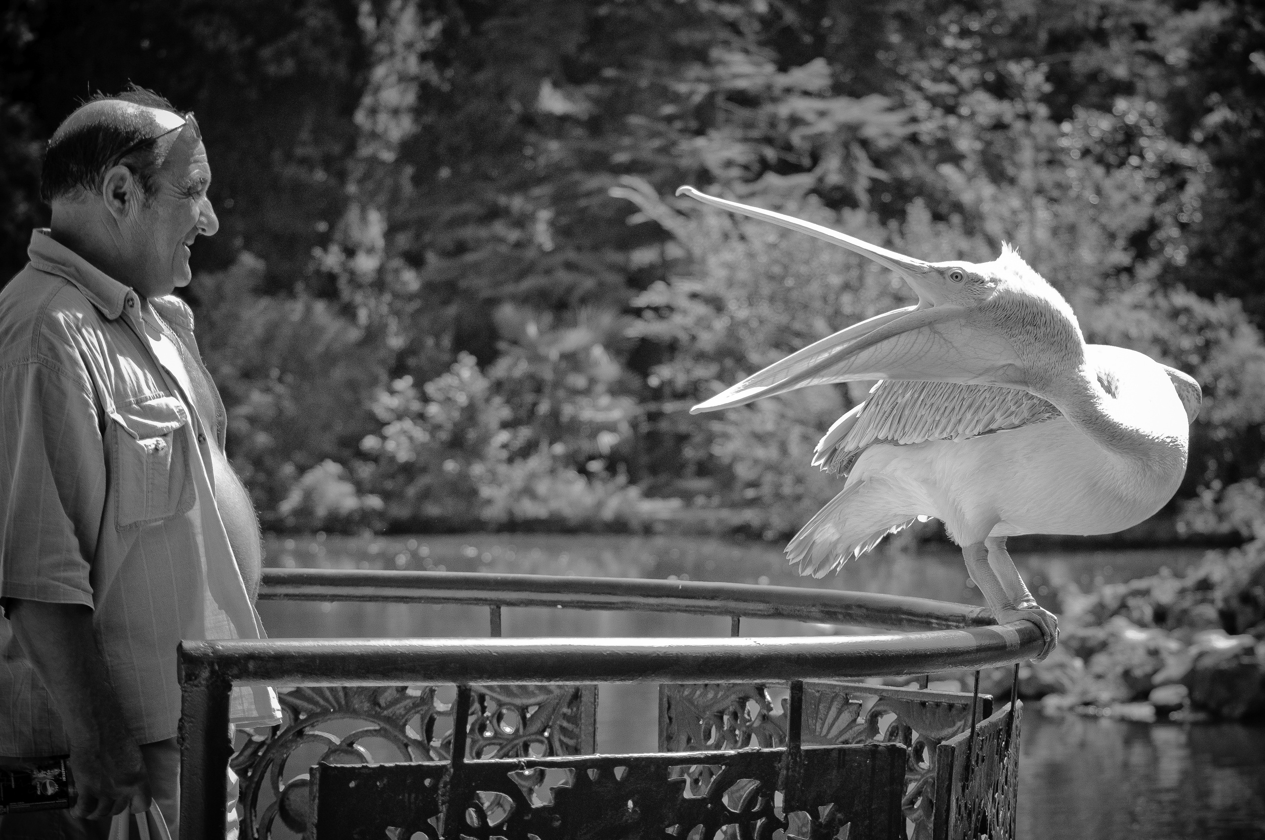 Мужчина смотрит на пеликана, широко отрывшего рот