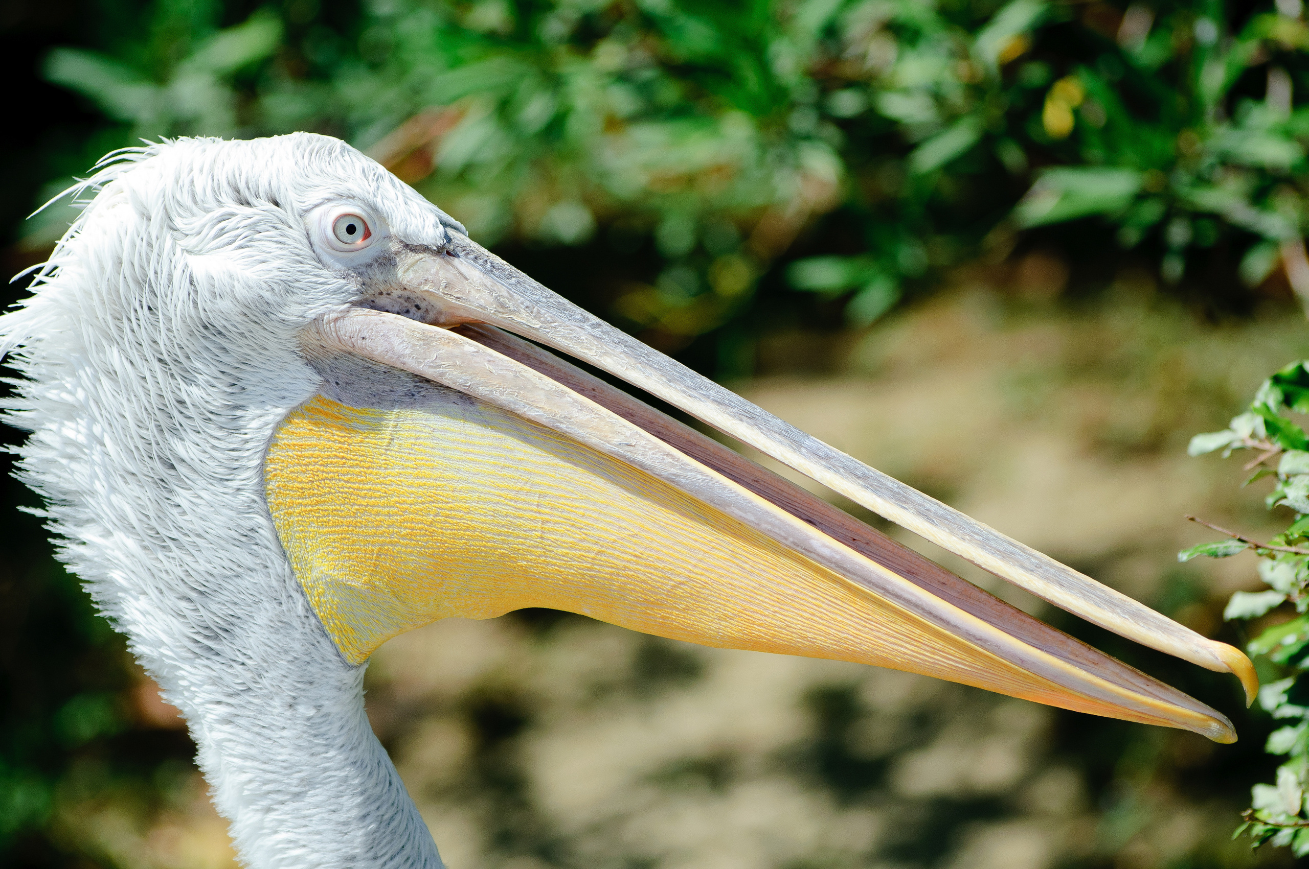 Голова пеликана с длинным клювом