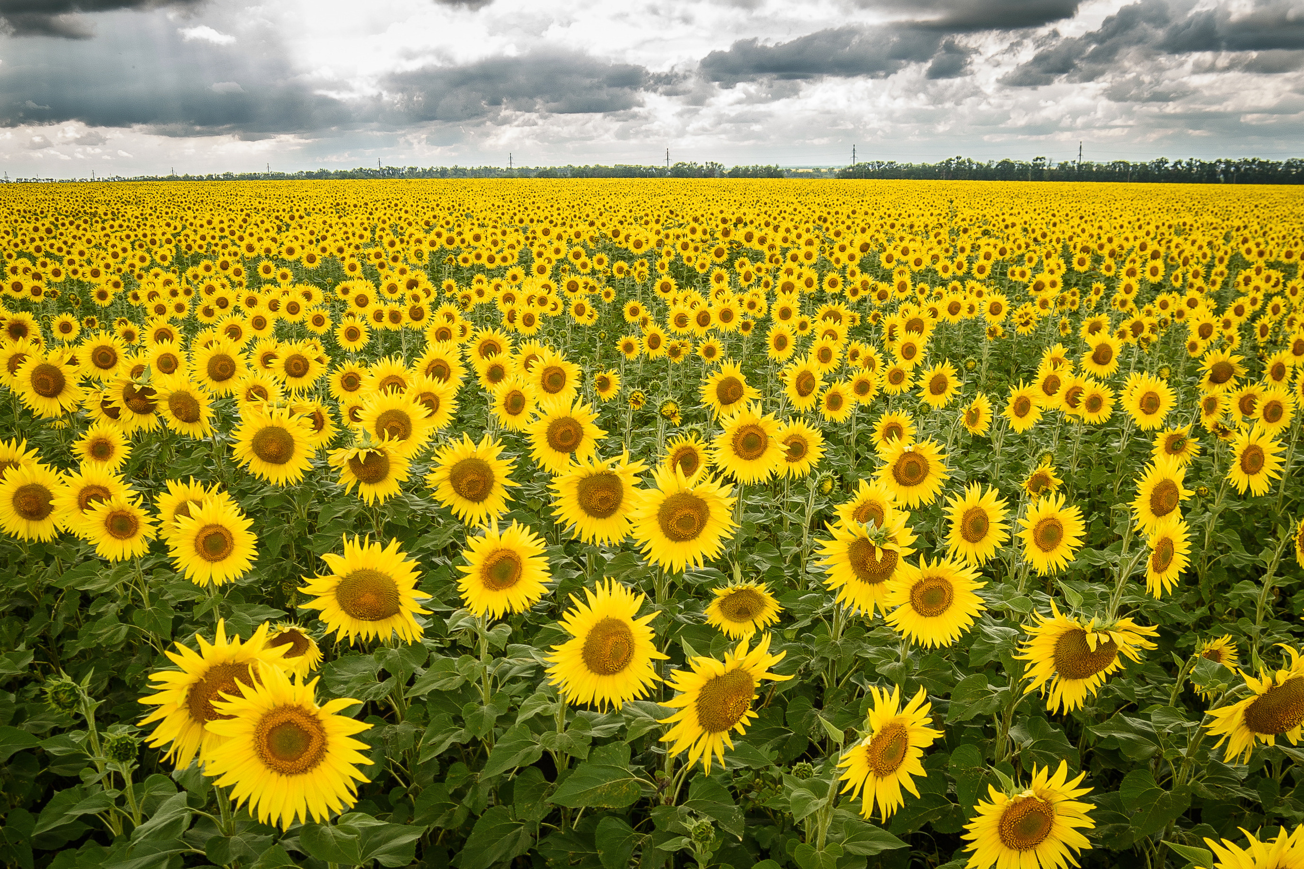 Поле с подсолнухами, уходящее к горизонту под хмурым небом