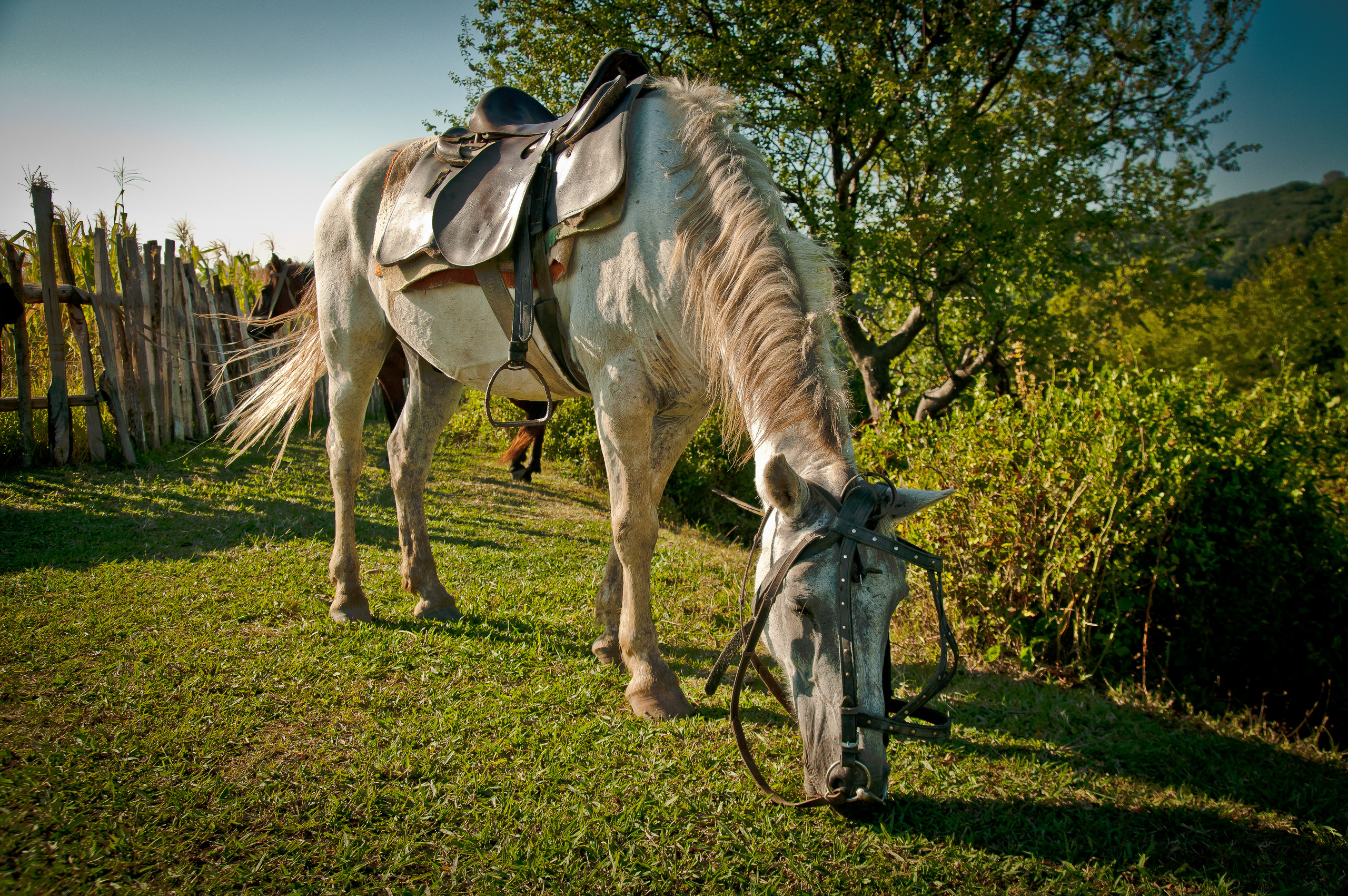 Белый конь щиплет траву около деревянного забора в лучах вечернего солнца