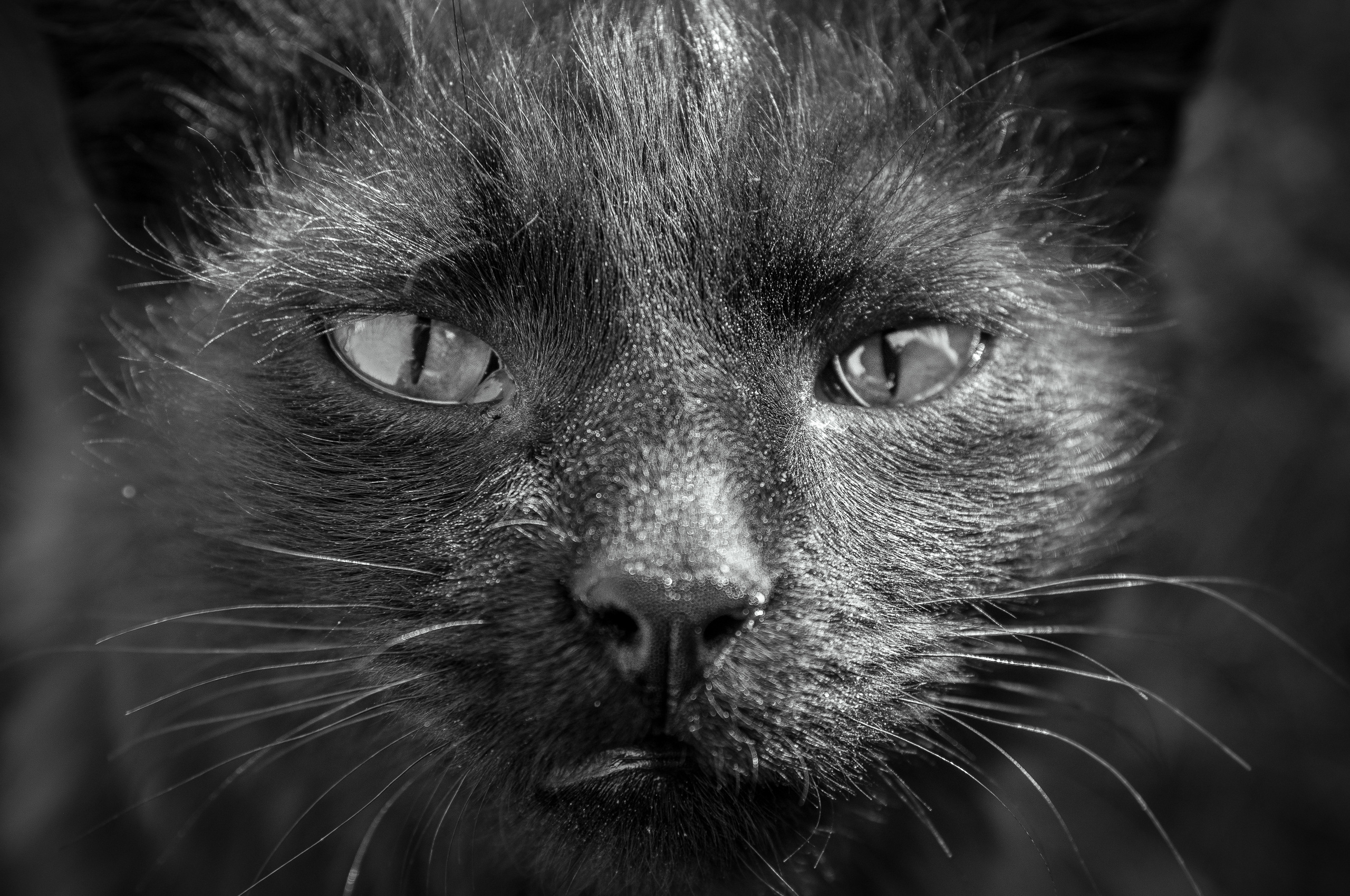 Грустная морда чёрного кота крупным планом