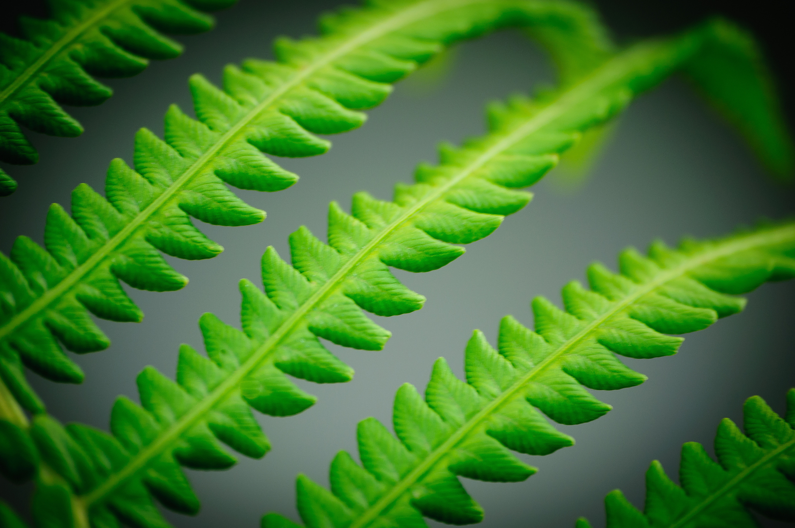 Длинные листки травы на сером фоне