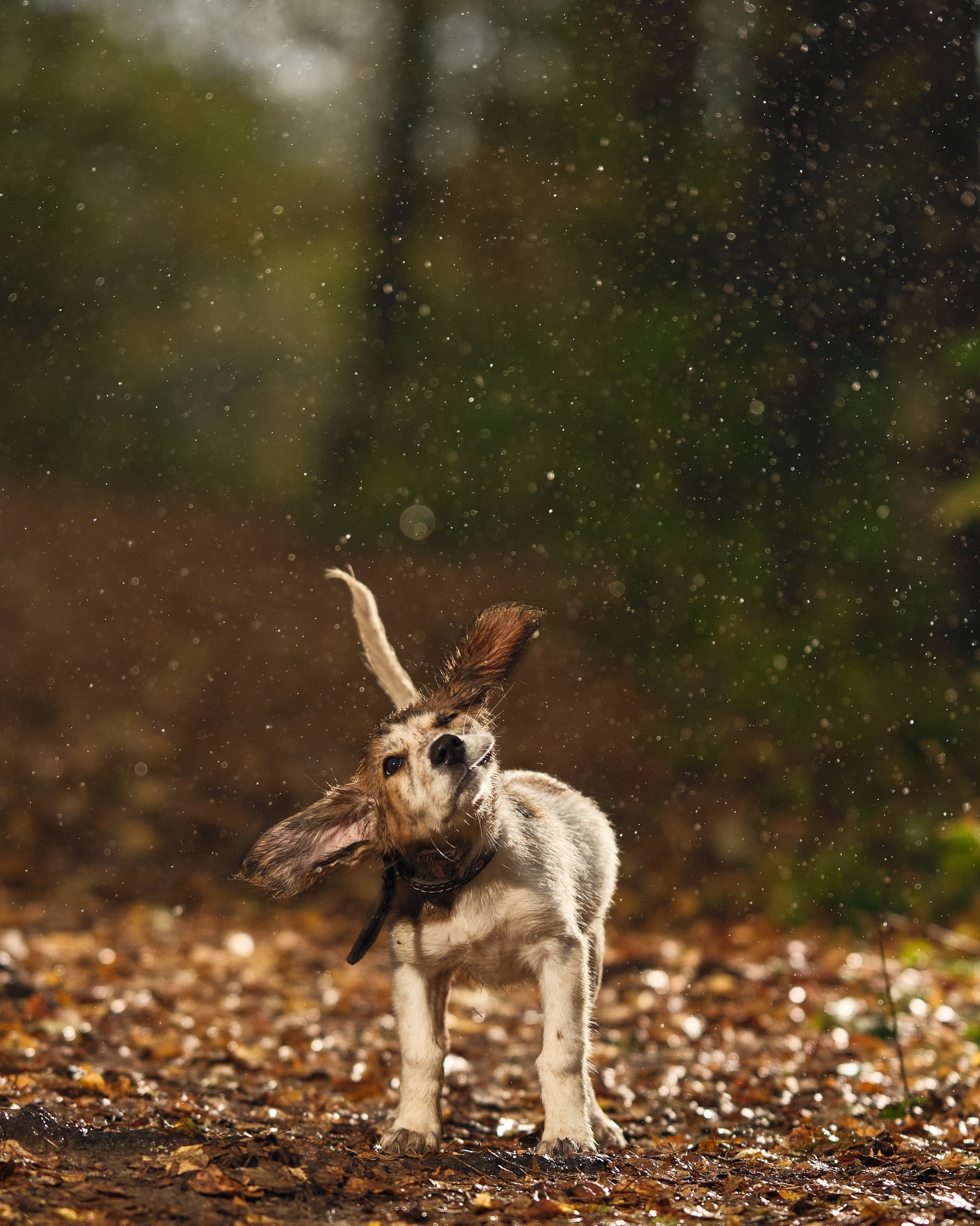 Фото с животными альбом. Фотограф в Москве — Галунина Кристина