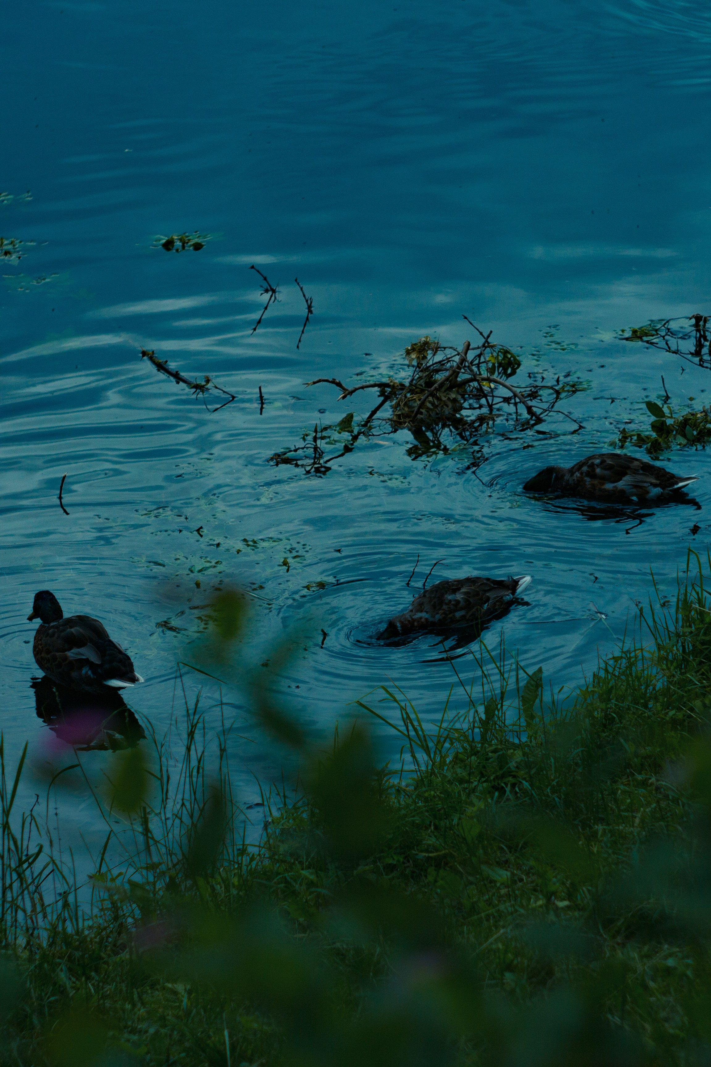 Летний вечер. Папка кадров 📁