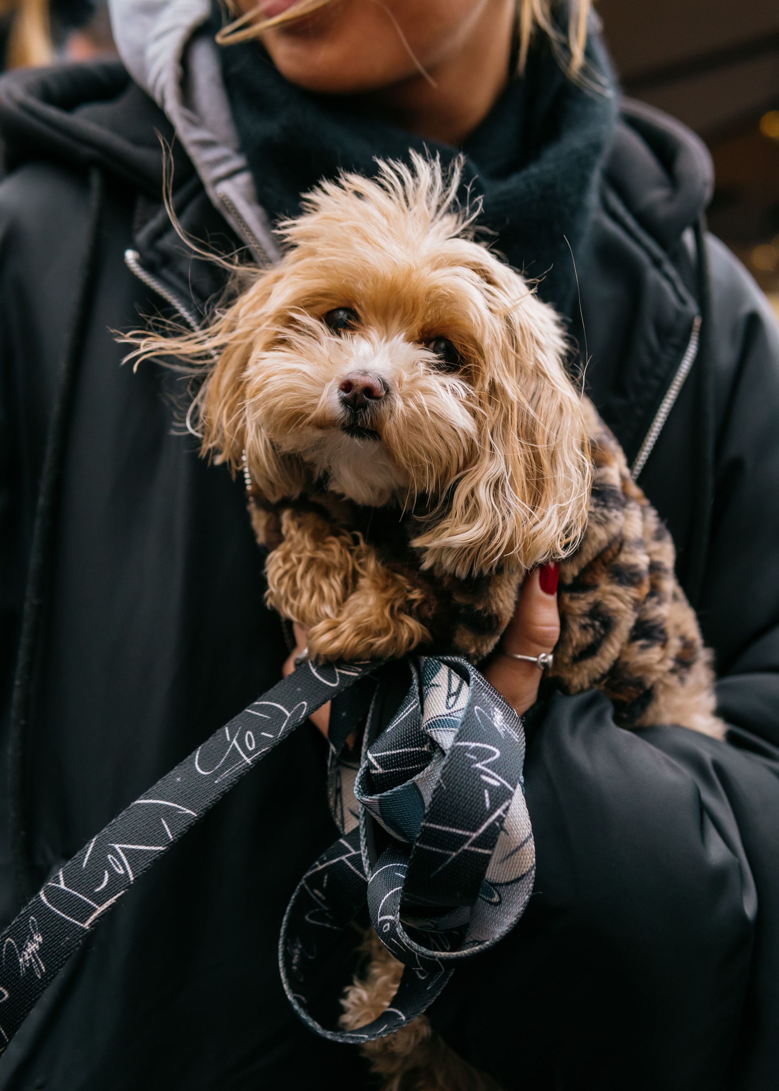 Тематическая встреча породников «Griffween». Фотограф-анималист Ксения Воробьева, Москва