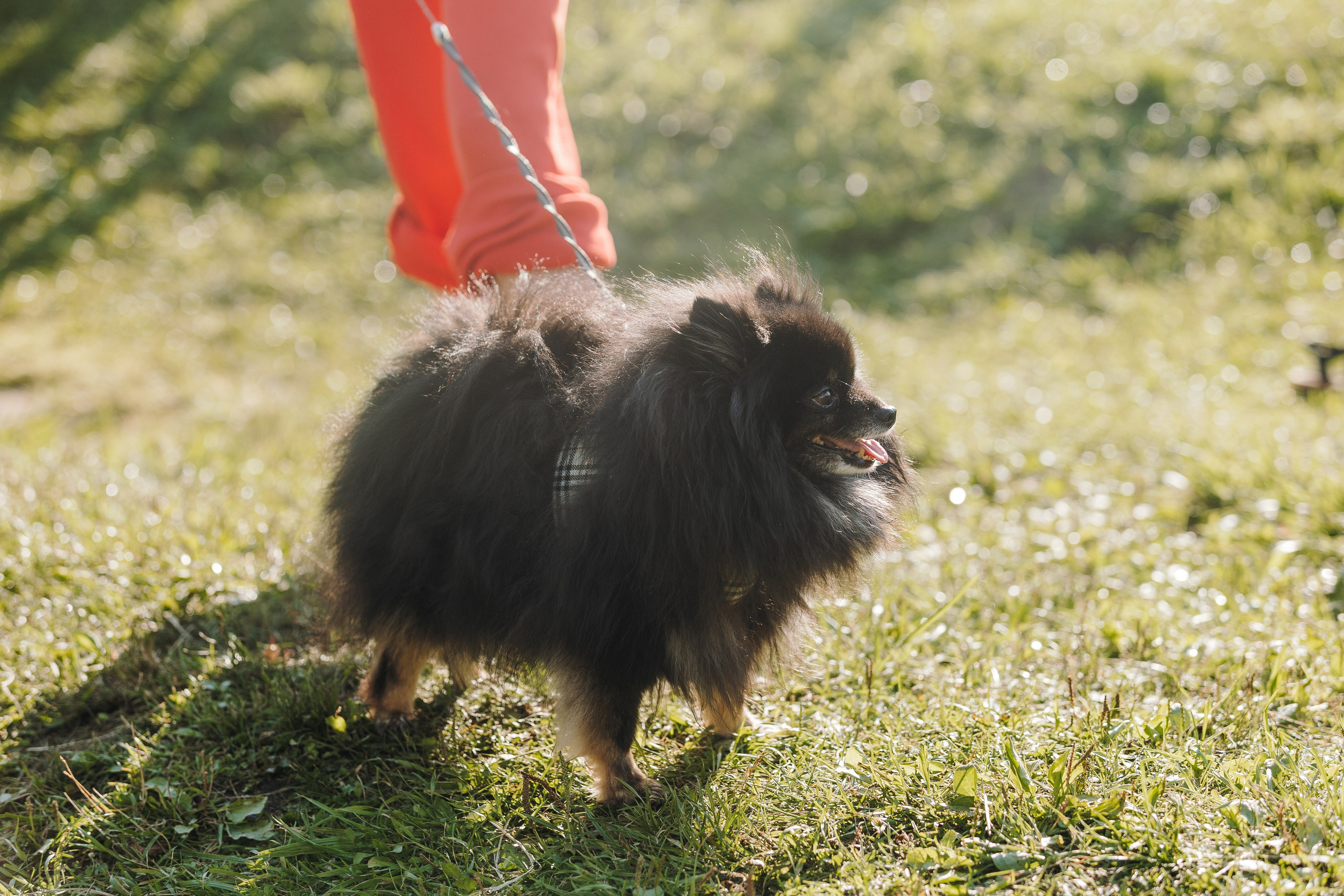 Petshop Sup day. Фотограф анималист Кристина Карпова, Москва