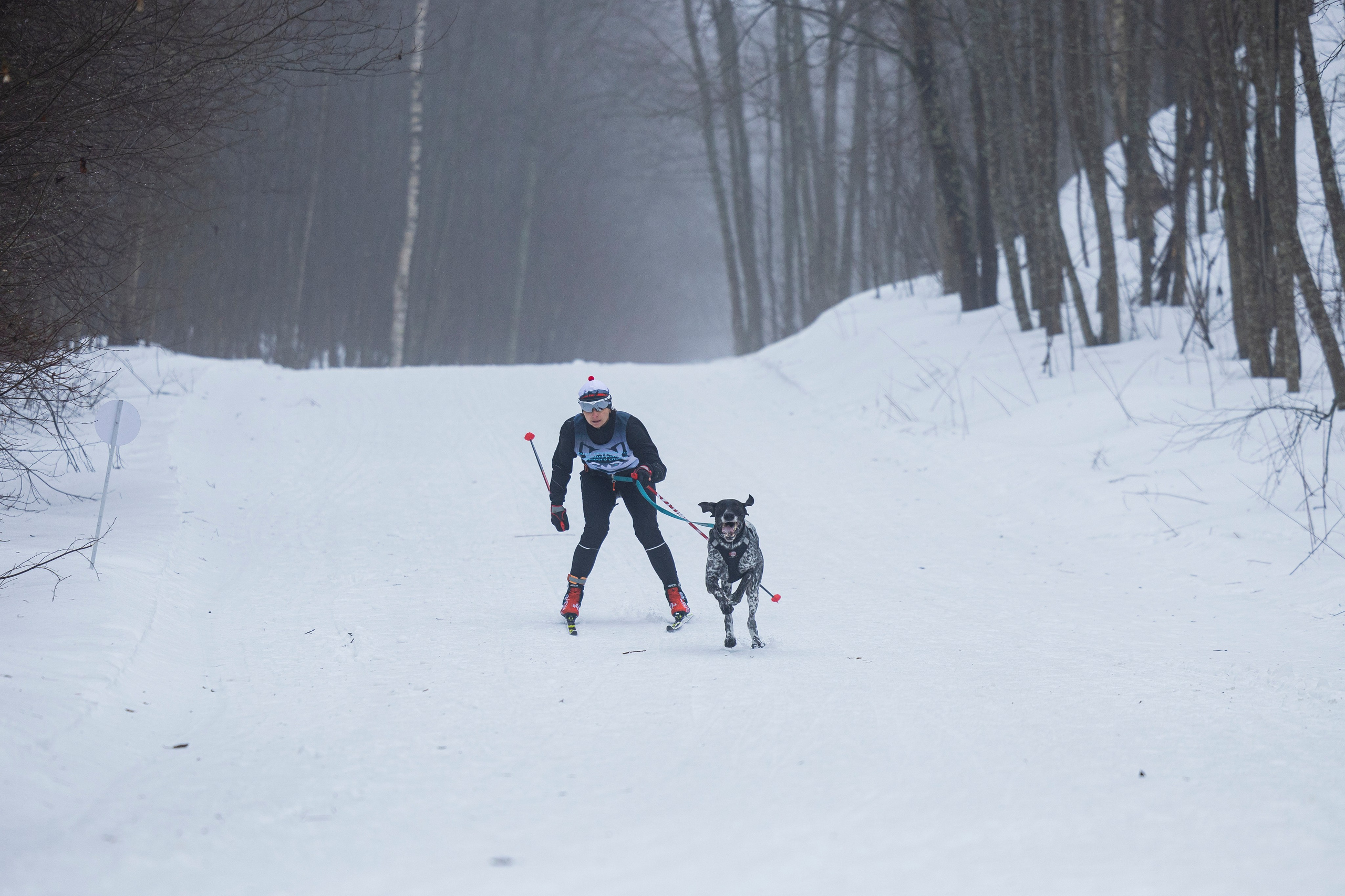 Зимний Чемпионат Санкт-Петербурга по ездовому спорту. Фотограф-анималист Анна Маринич