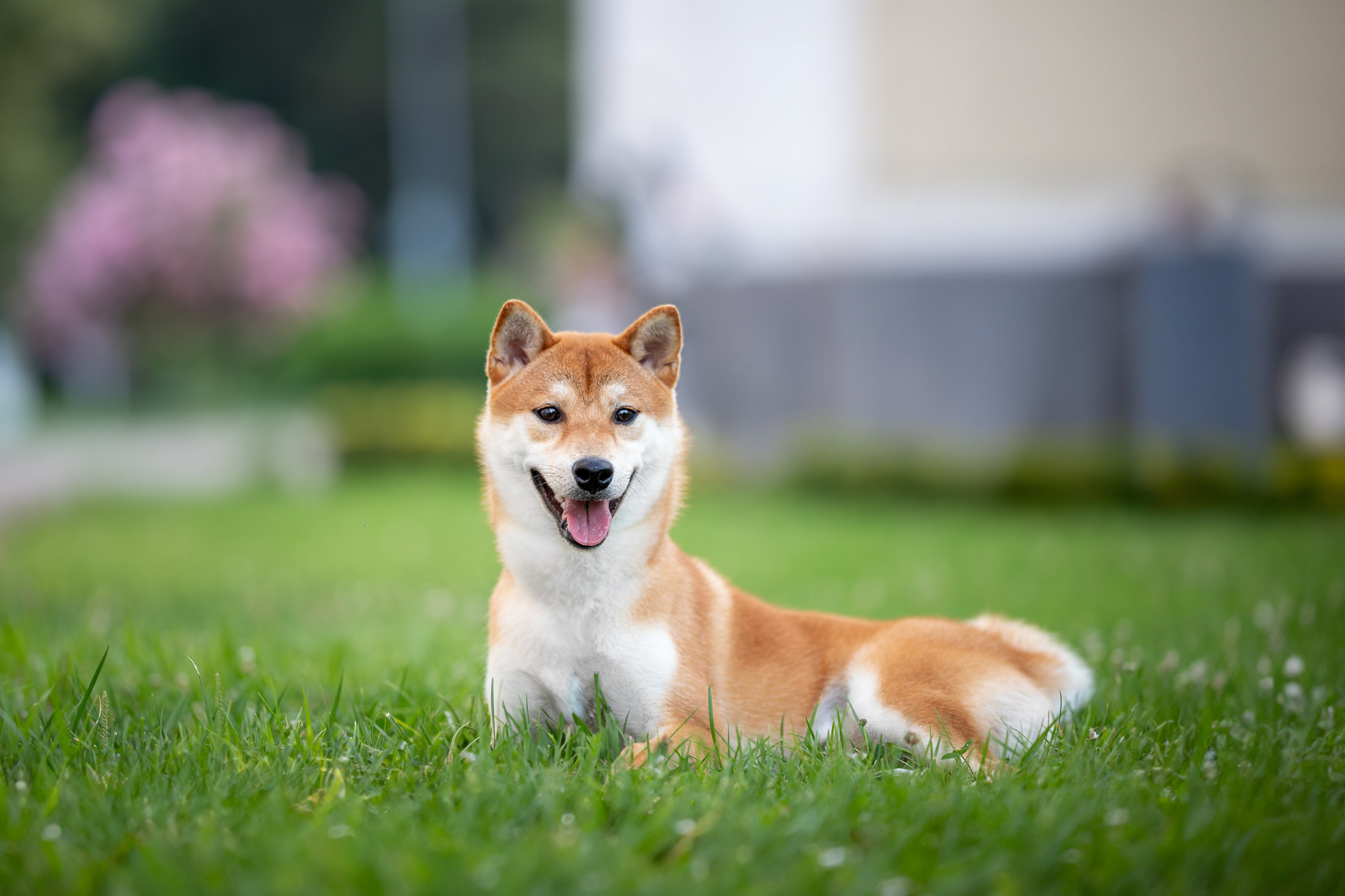 Митсоу, Сиба-Ину. Ирина Голомб|Фотограф-анималист в  Сочи и Калининграде