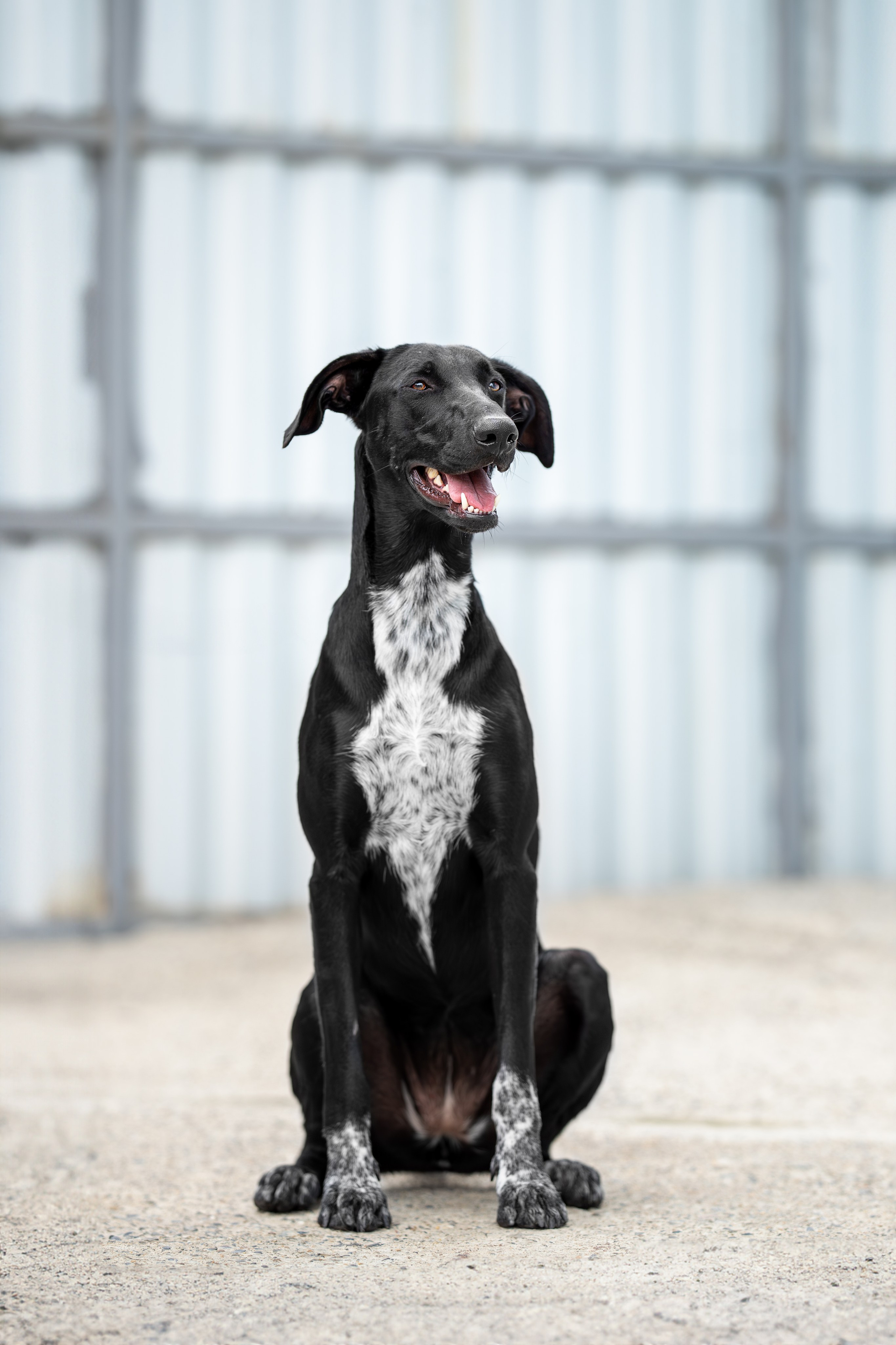 Мини-приют «Возрождение». Ирина Голомб|Фотограф-анималист в  Сочи и Калининграде