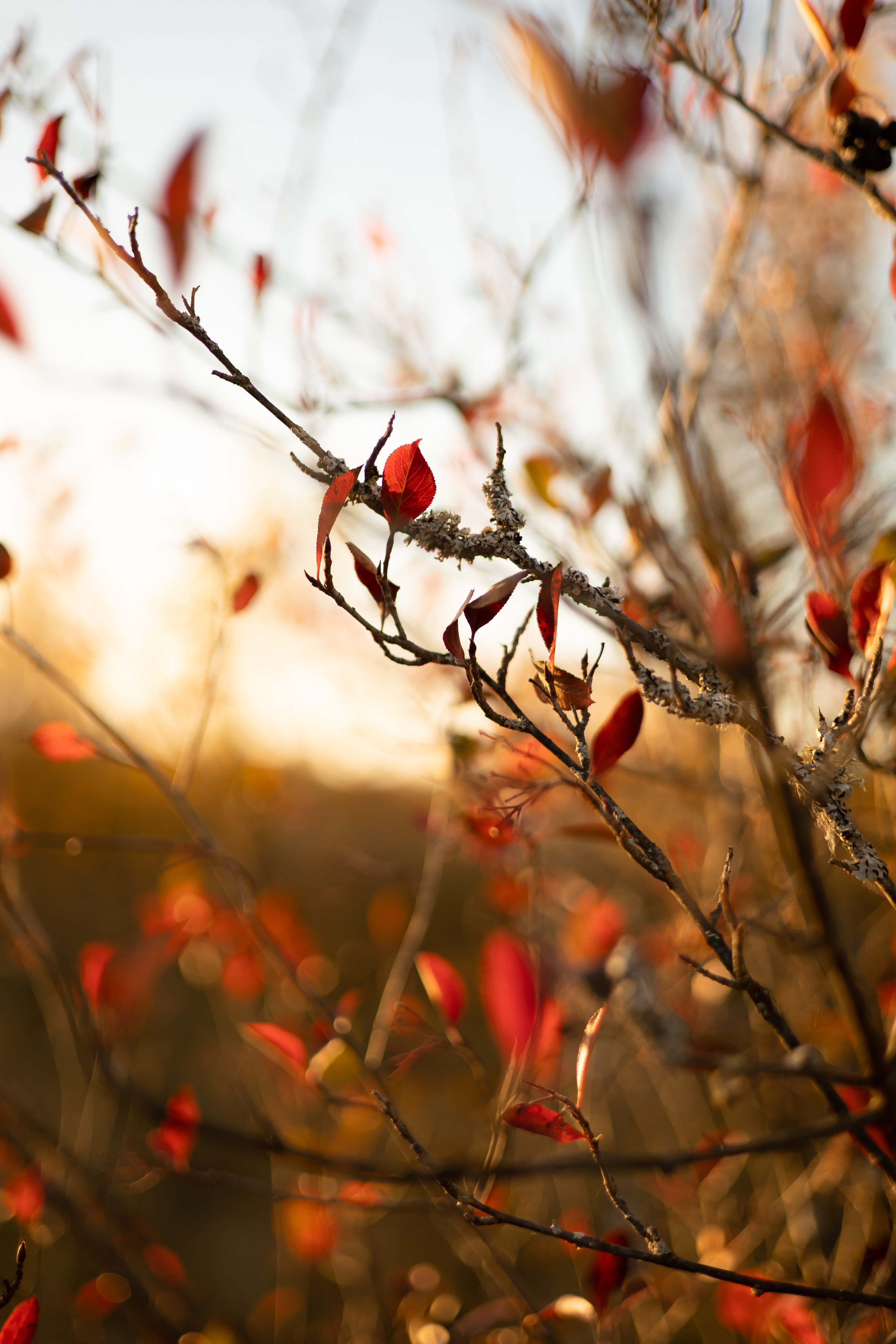 Ляйсан и Антон. Фотограф Элла Ефимова