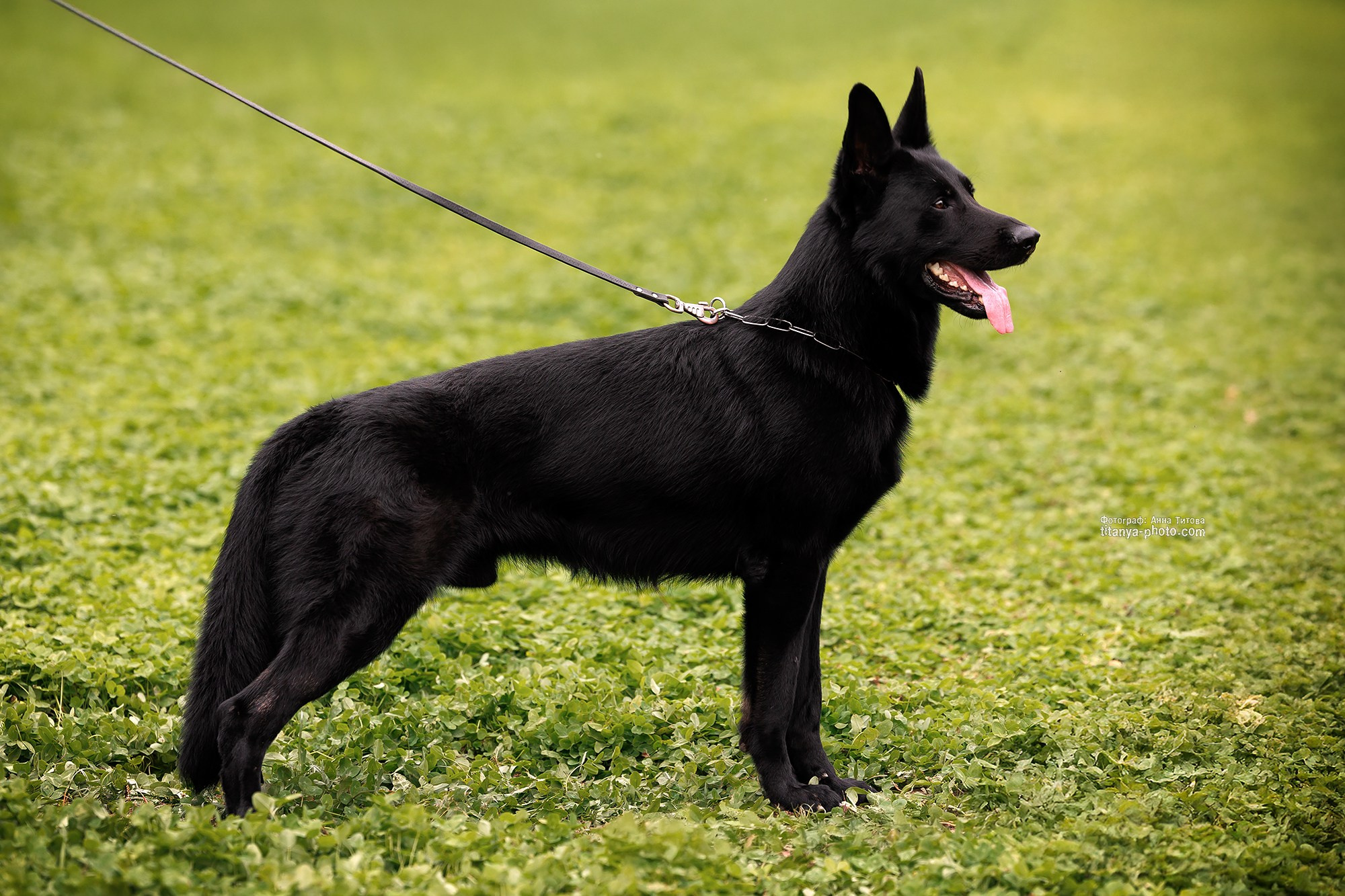 Фото немецких овчарок. Фотограф собак, фотограф-анималист Аня Титова (Titanya). Москва