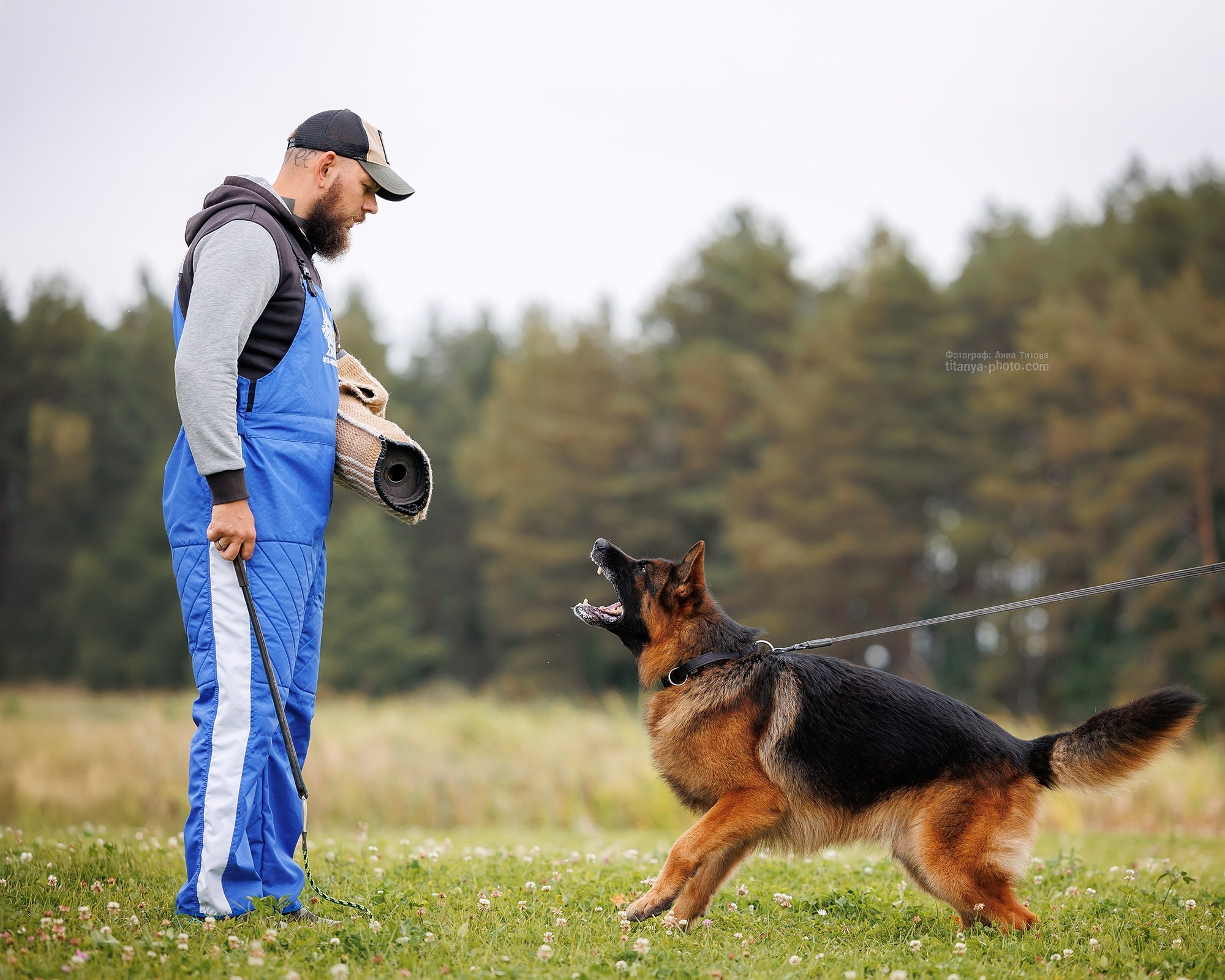 Тренировка по защите в питомнике немецких овчарок «Легенда Волги». Фотограф собак, фотограф-анималист Аня Титова (Titanya). Москва