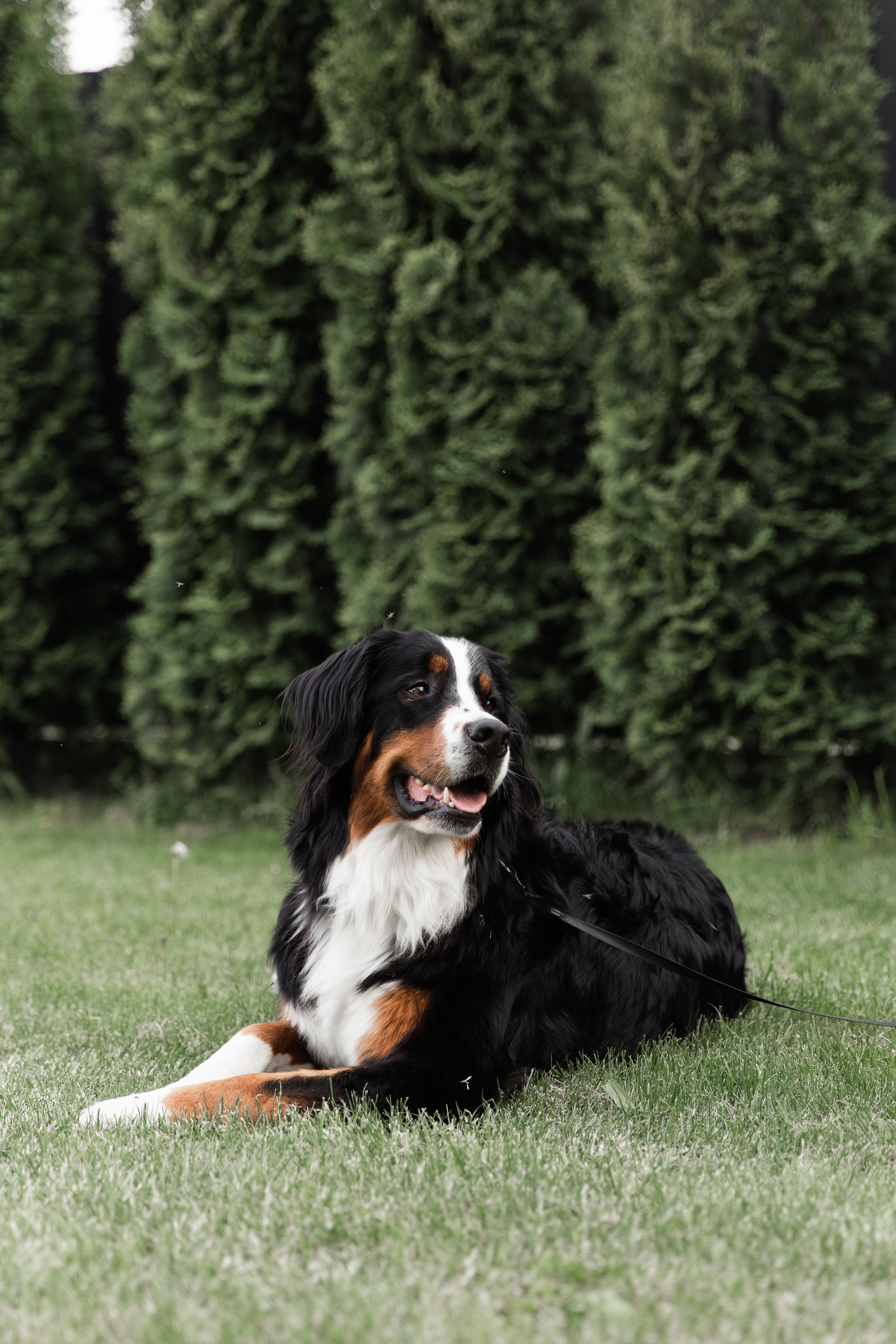 Ирина & Николай. Свадебный фотограф в Минске в Москве в РБ Анатолий Полишко