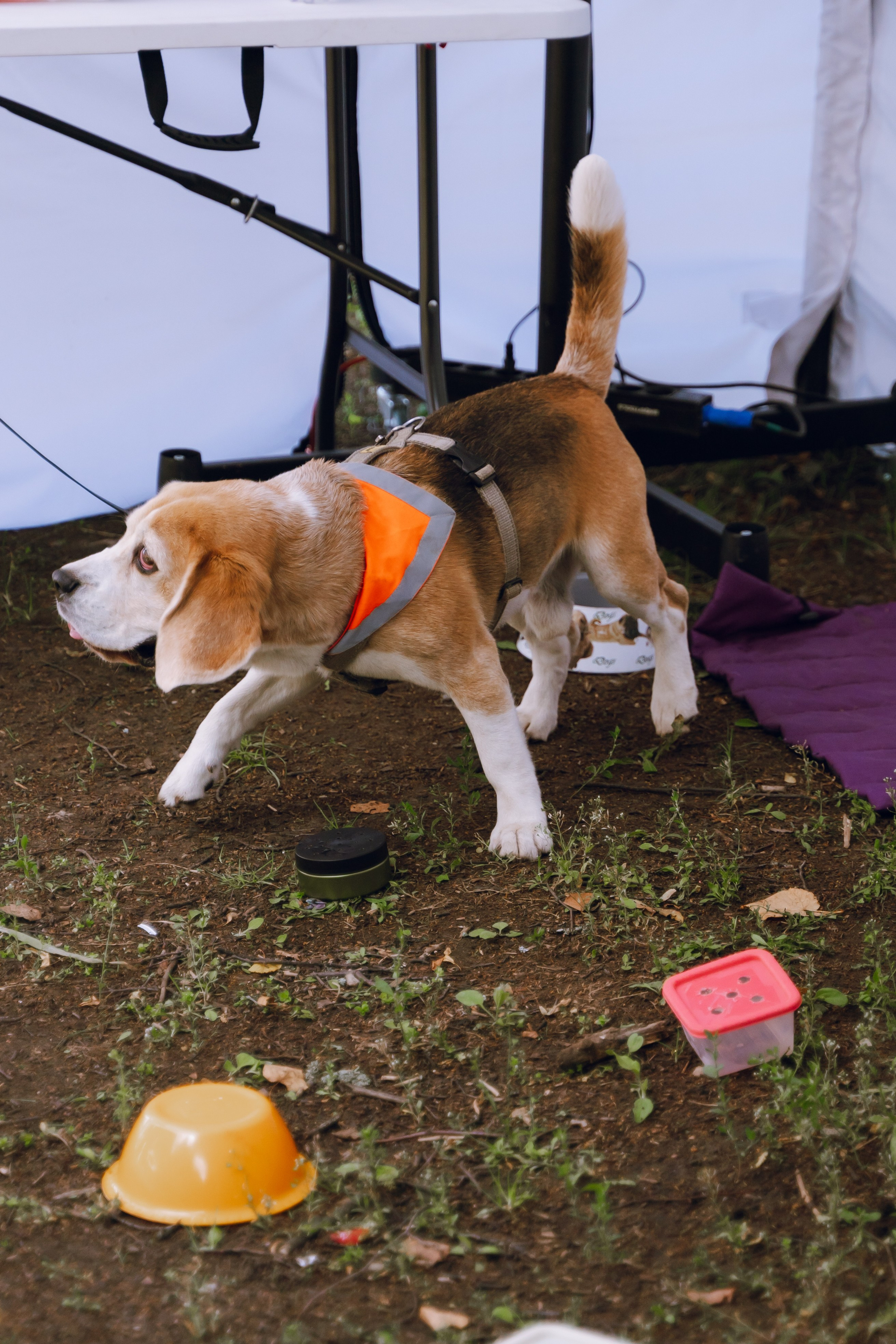 Площадка фестиваля «Мампус и его друзья» в Лесопарке 2025. Фотограф Надежда Погребняк | Рязань | Москва