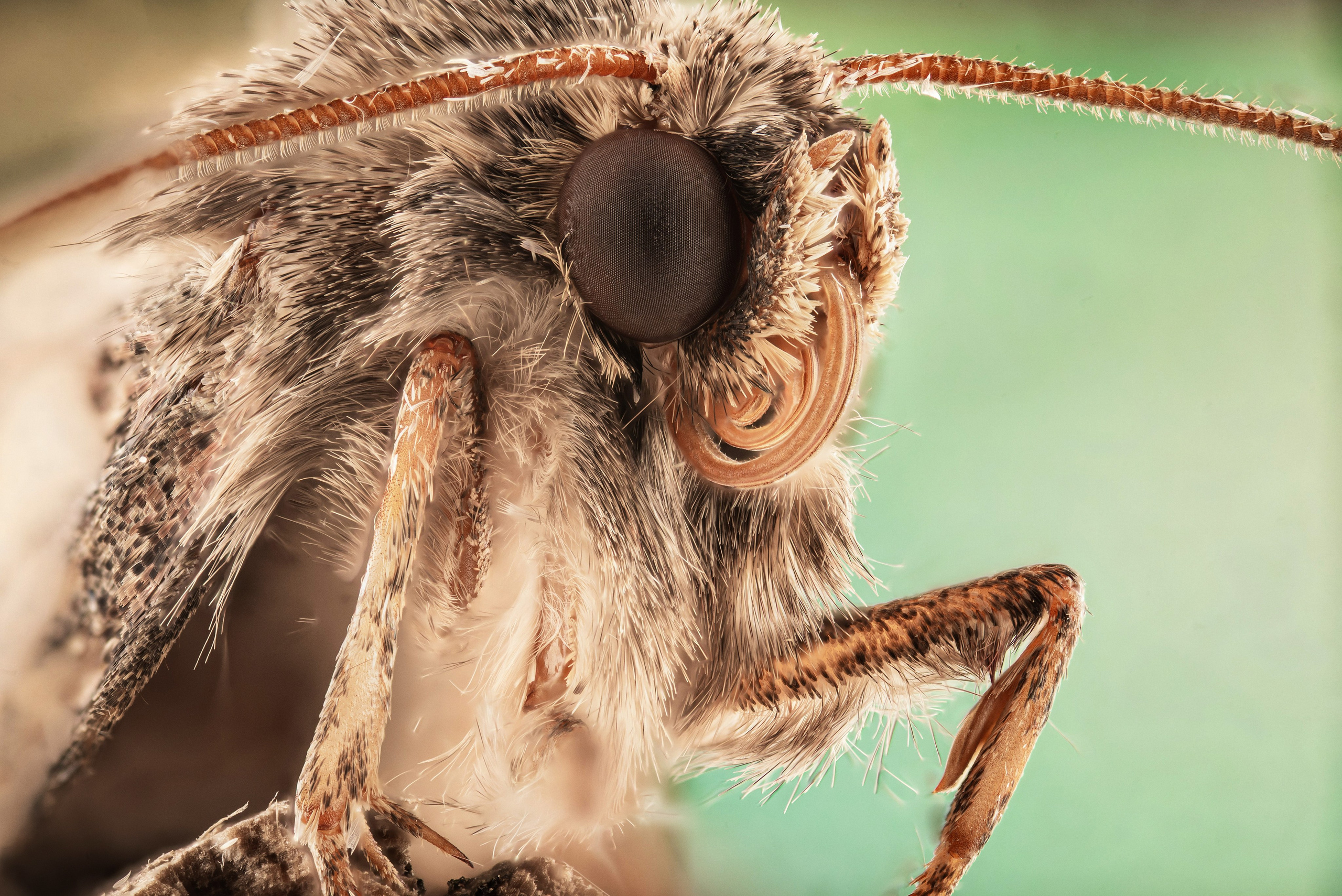 Макро. Фотограф в Ханты-Мансийске Евгений Жуланов