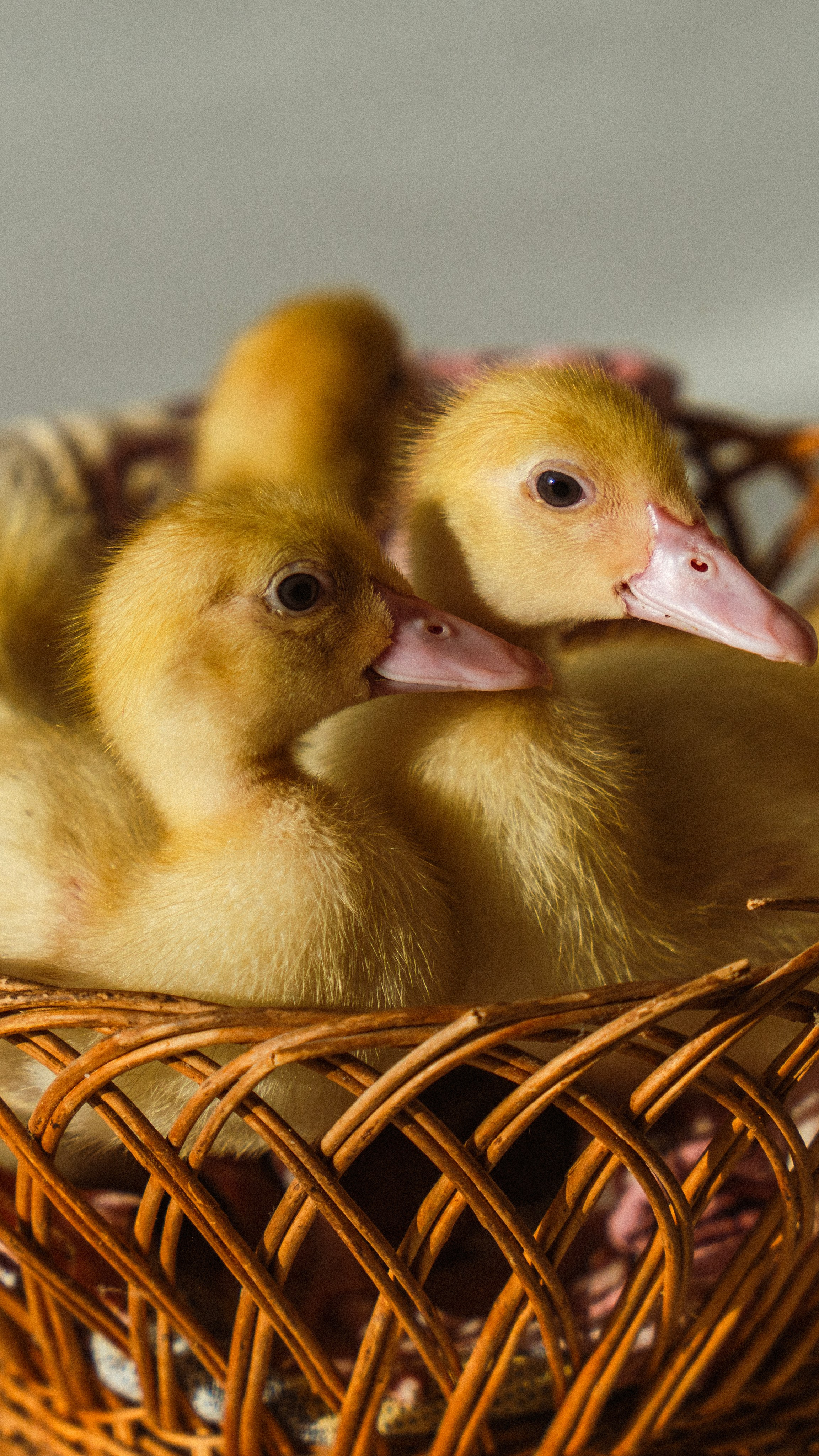 Немного Утят. Главная